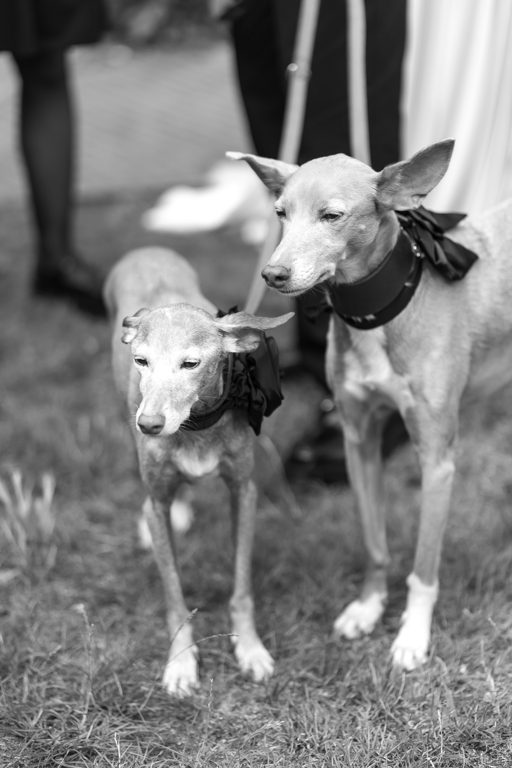 Julia & Flo – Hochzeit auf dem Pfingstberg Belvedere Potsdam