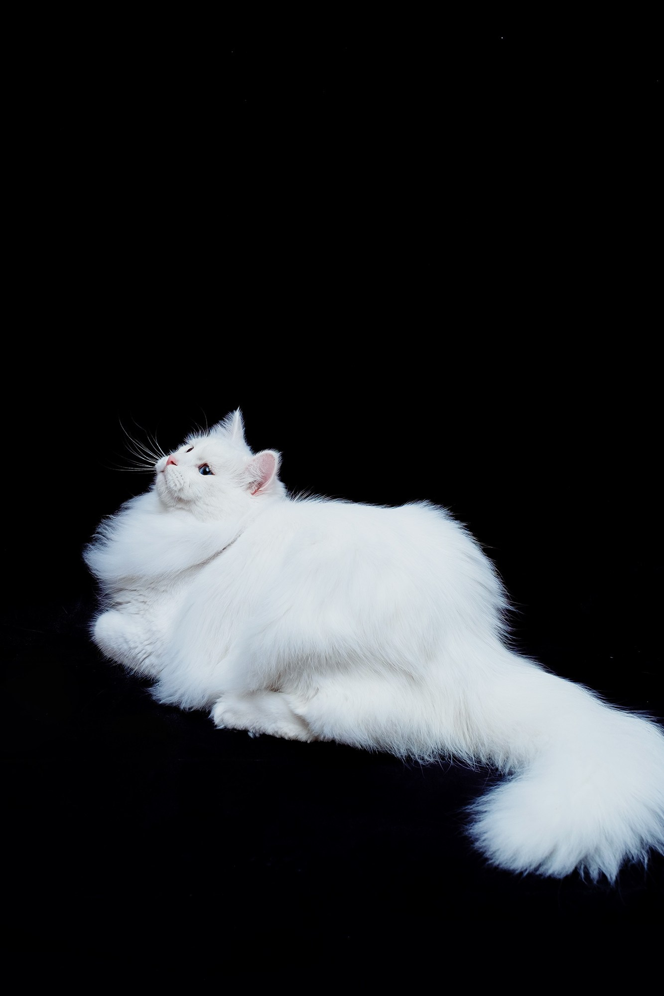 Zuchtkater | Male. Photographer Татьяна