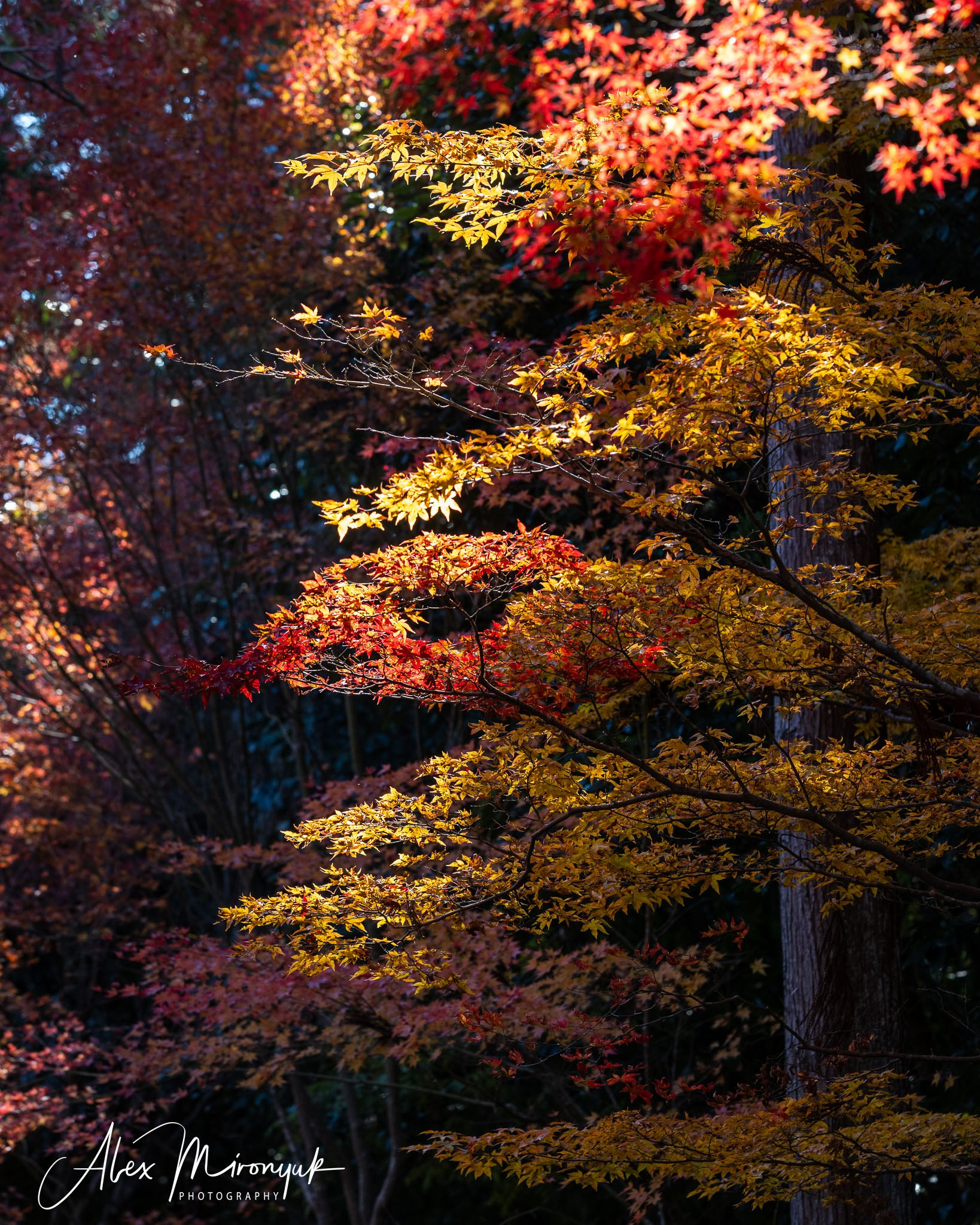 Autumn Colors of Japan. Pet, Senior, Landscape, portrait studio, photographer in Miami and Sou