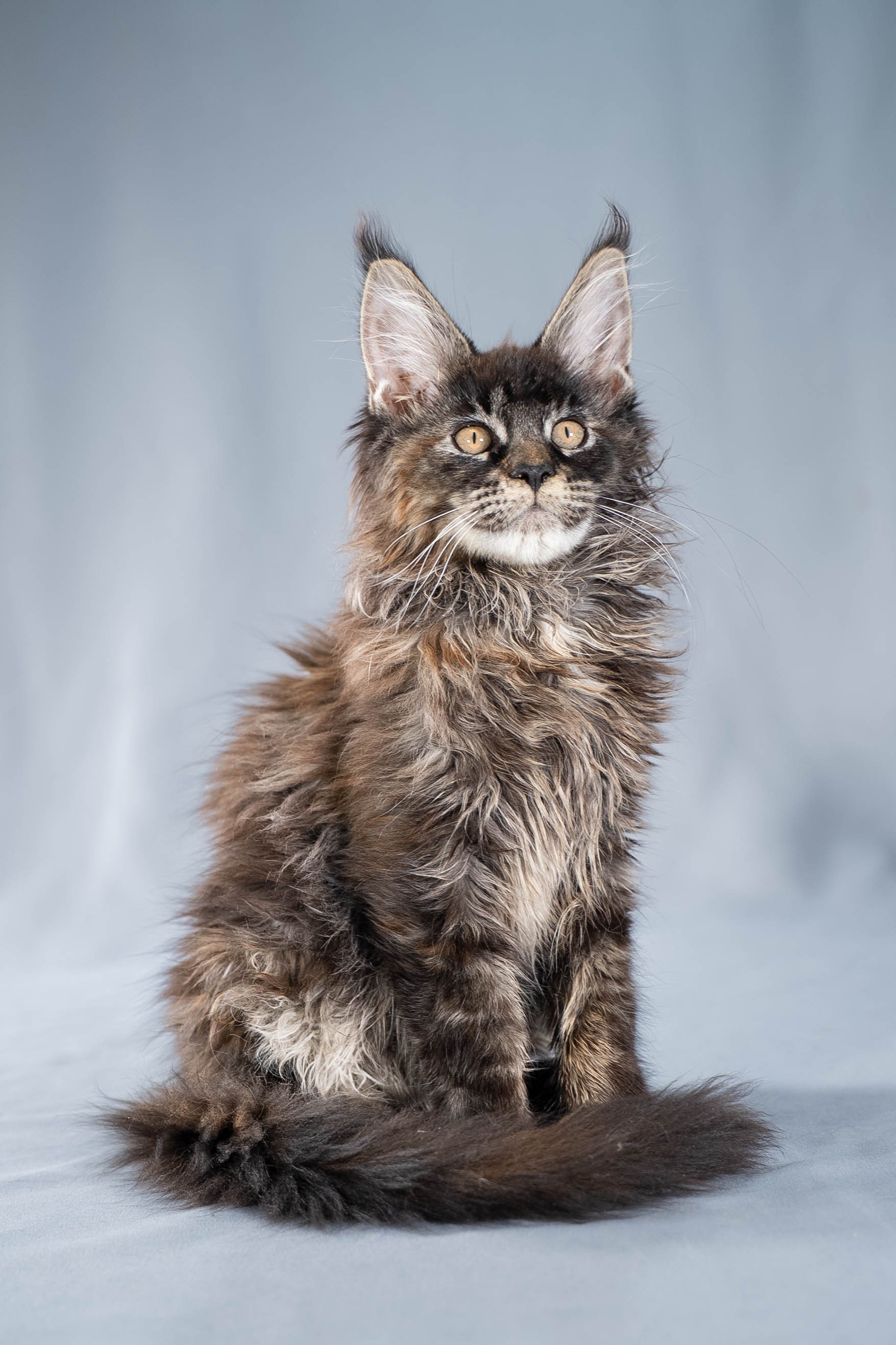 Senator Ursula. Senator Cat — Maine Coon cattery