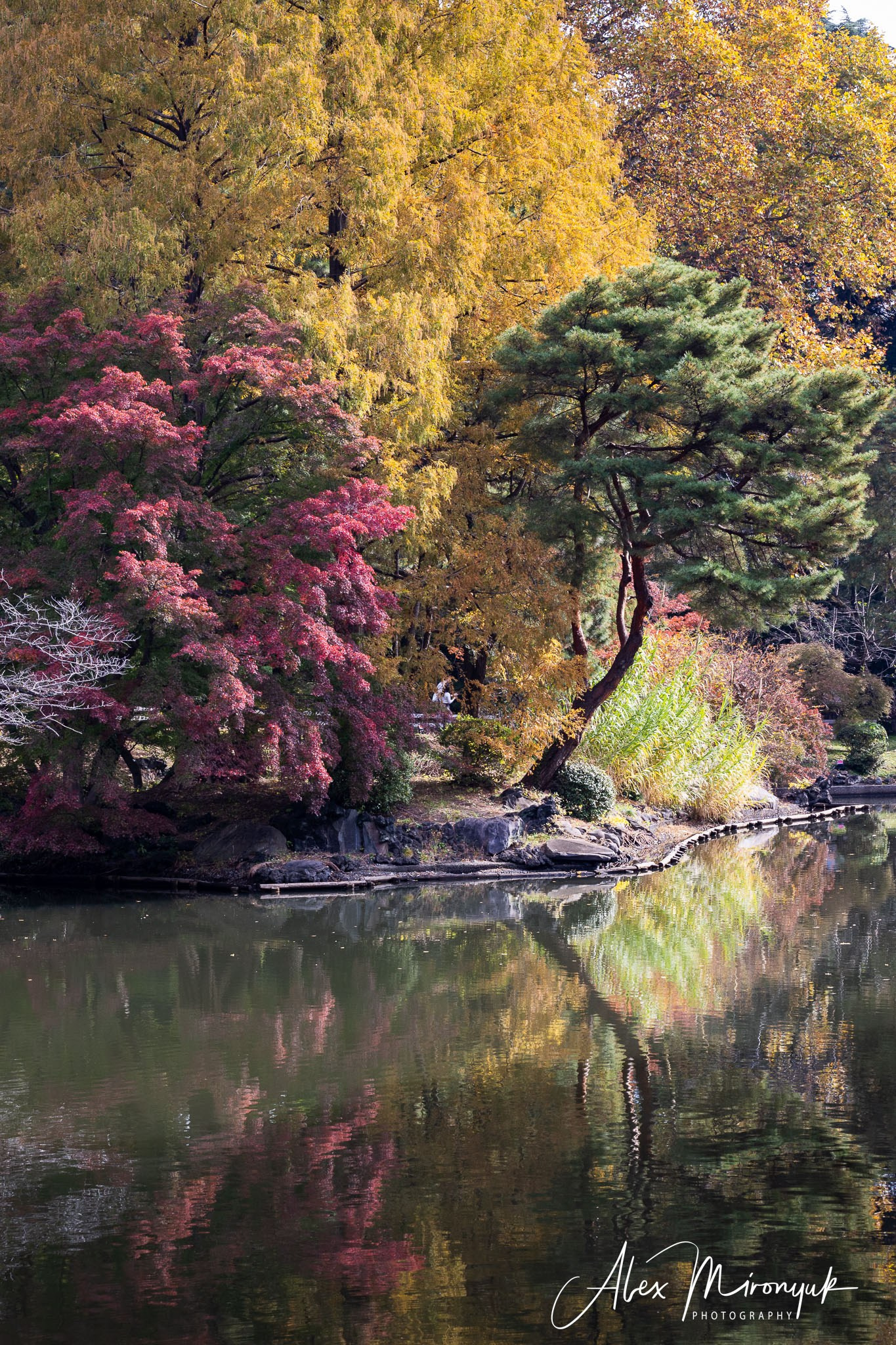 Autumn Colors of Japan. Pet, Senior, Landscape, portrait studio, photographer in Miami and Sou