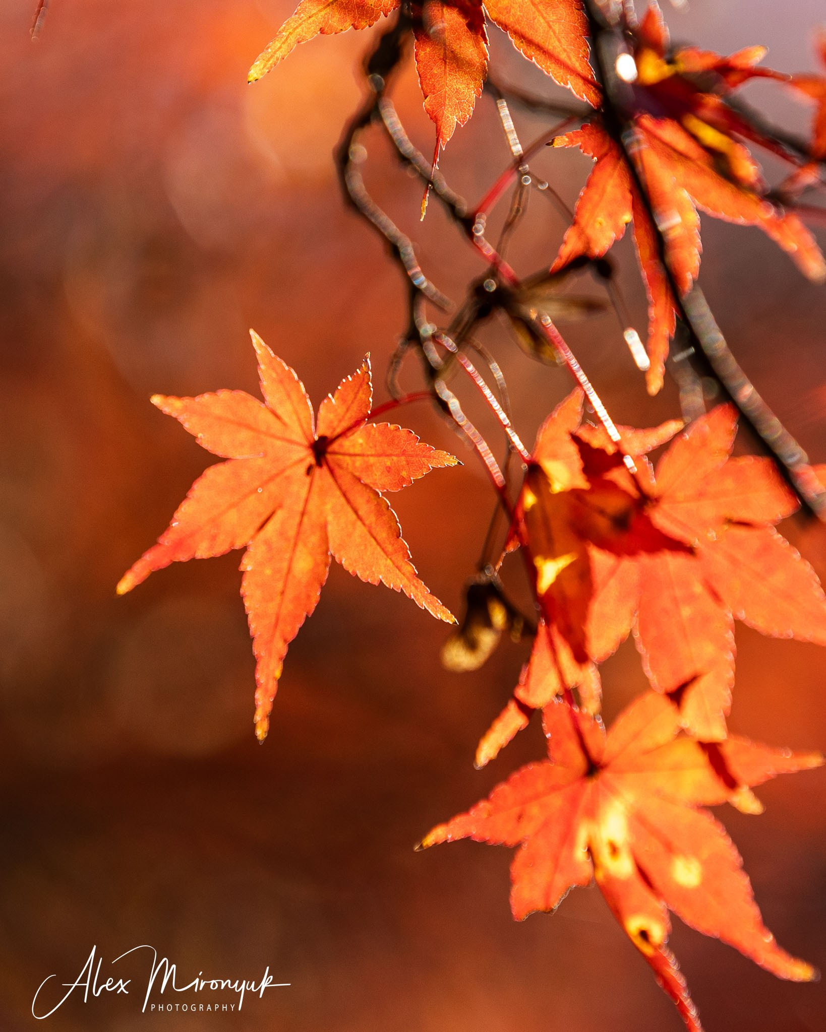 Autumn Colors of Japan. Pet, Senior, Landscape, portrait studio, photographer in Miami and Sou