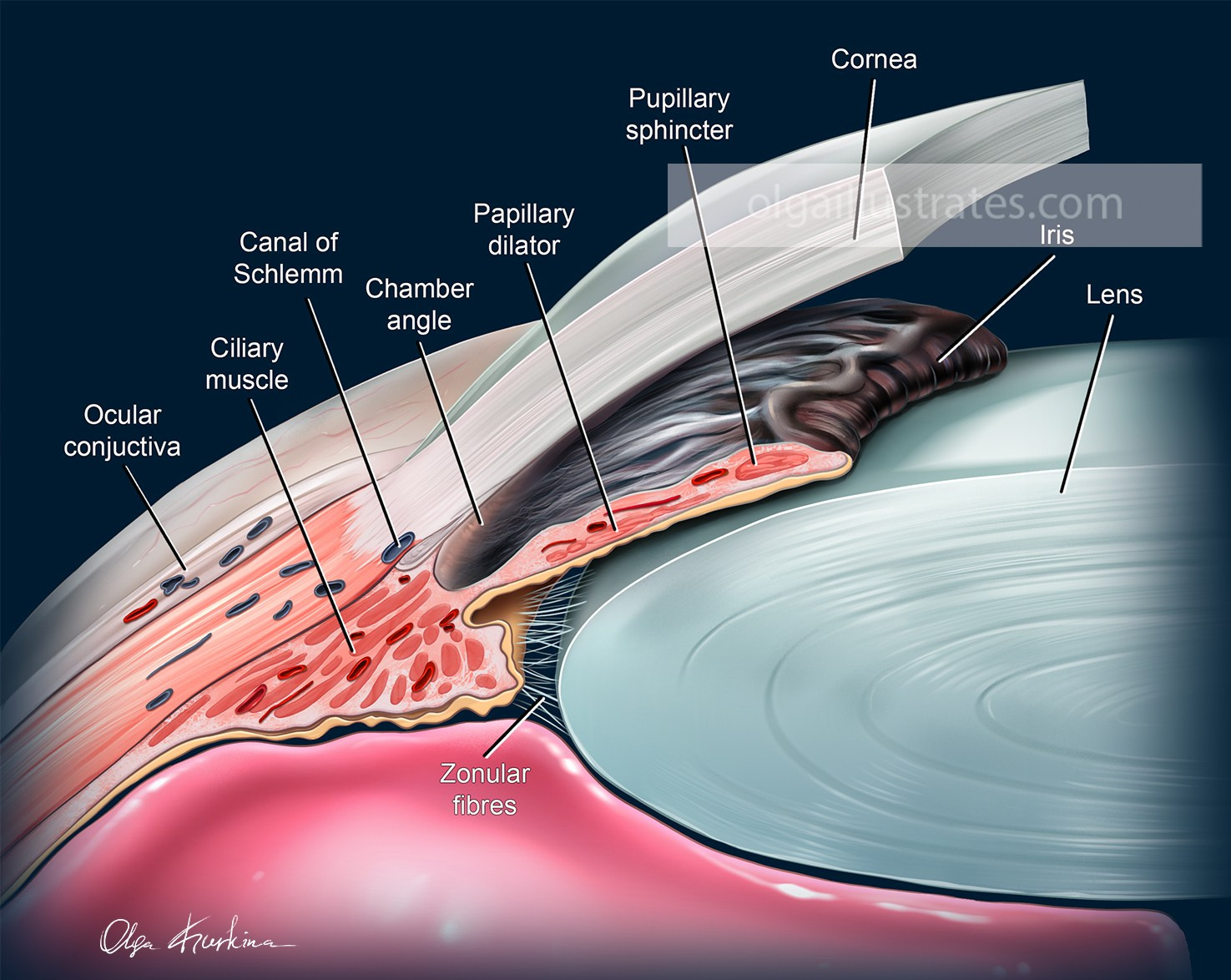 A detailed medical illustration depicting the anatomy of the iris and ocular chambers, highlighting the structures responsible for regulating light entry and maintaining the eye’s internal fluid balance.