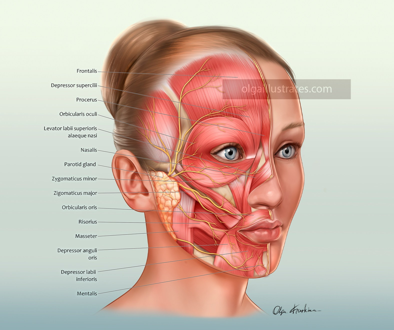 Medical illustration of facial anatomy highlighting the facial muscle layer, branches of the facial nerve, and the parotid gland. Crearted for ©Nanobot Medical