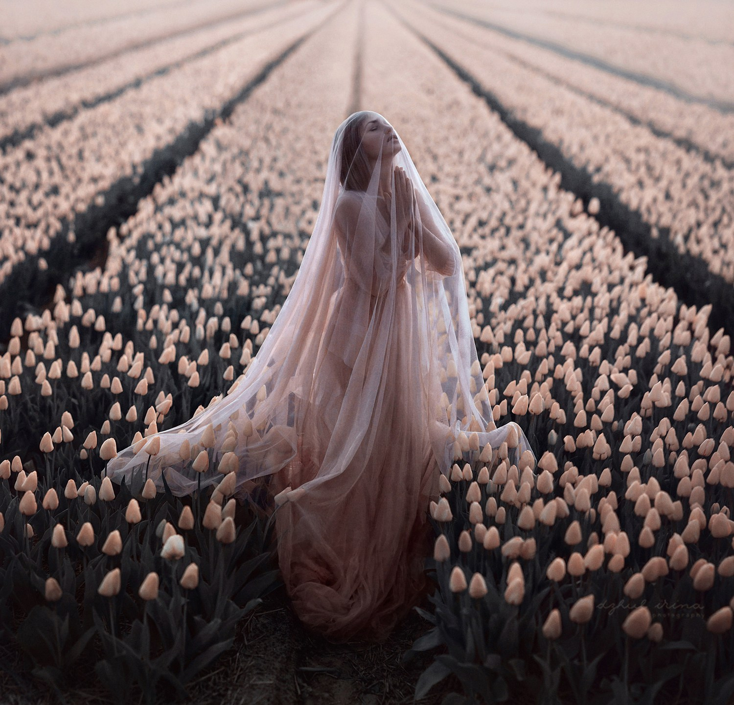 TULIPS. Art photographer in Amsterdam, the Netherlands Irina Dzhul