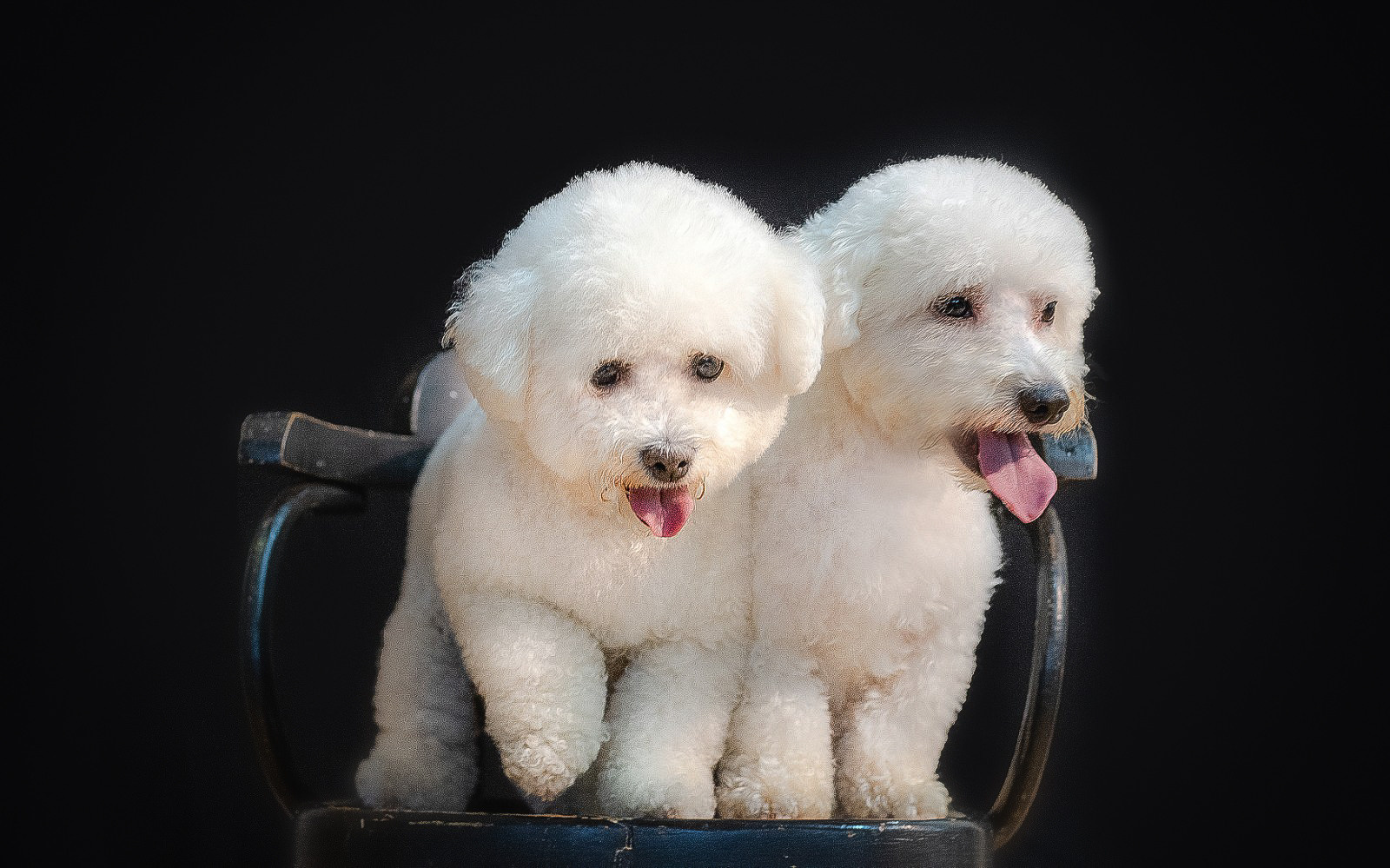 Animal photo shoot. Фотограф в Запоріжжі та Європі