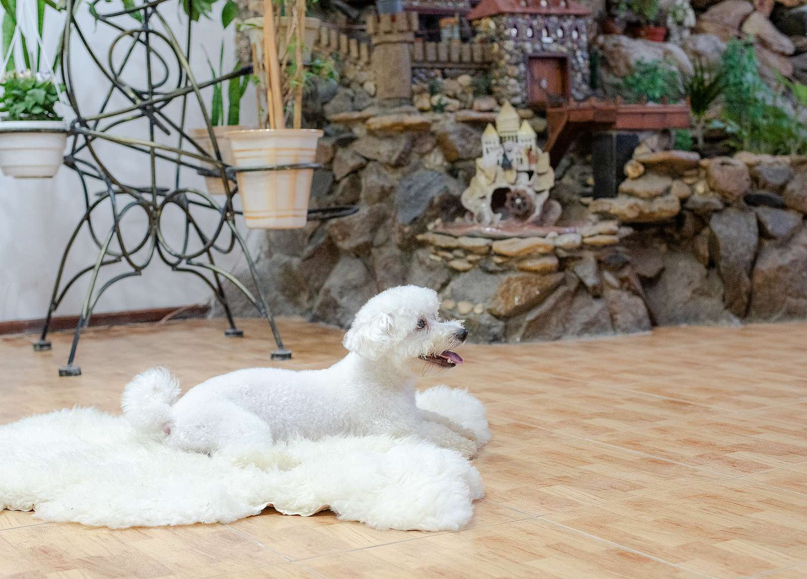 Animal photo shoot. Фотограф в Запоріжжі та Європі