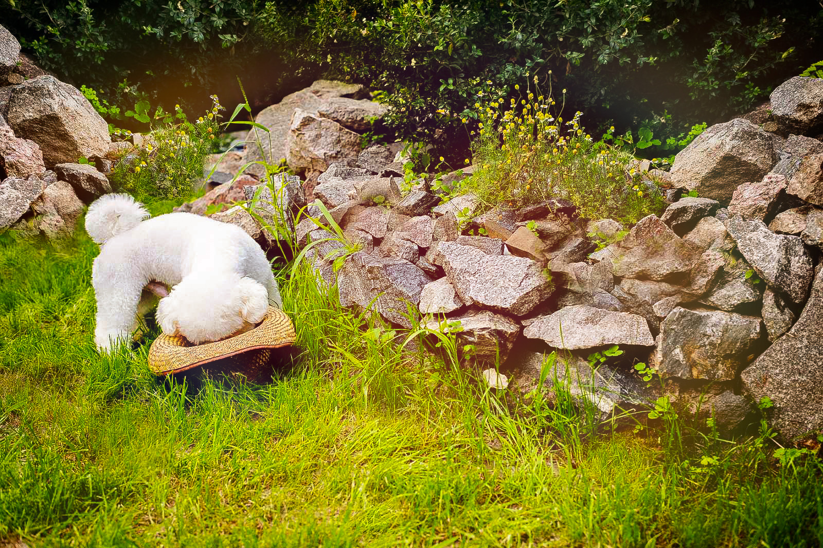 Animal photo shoot. Фотограф в Запоріжжі та Європі