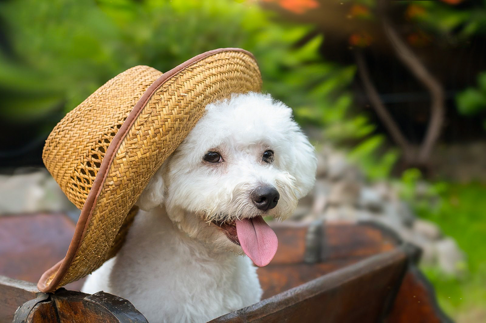 Animal photo shoot. Фотограф в Запоріжжі та Європі