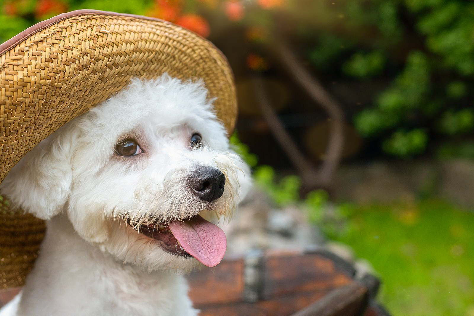 Animal photo shoot. Фотограф в Запоріжжі та Європі