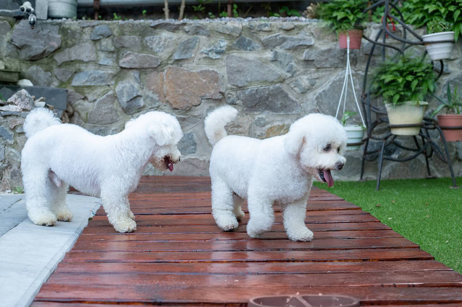 Animal photo shoot. Фотограф в Запоріжжі та Європі
