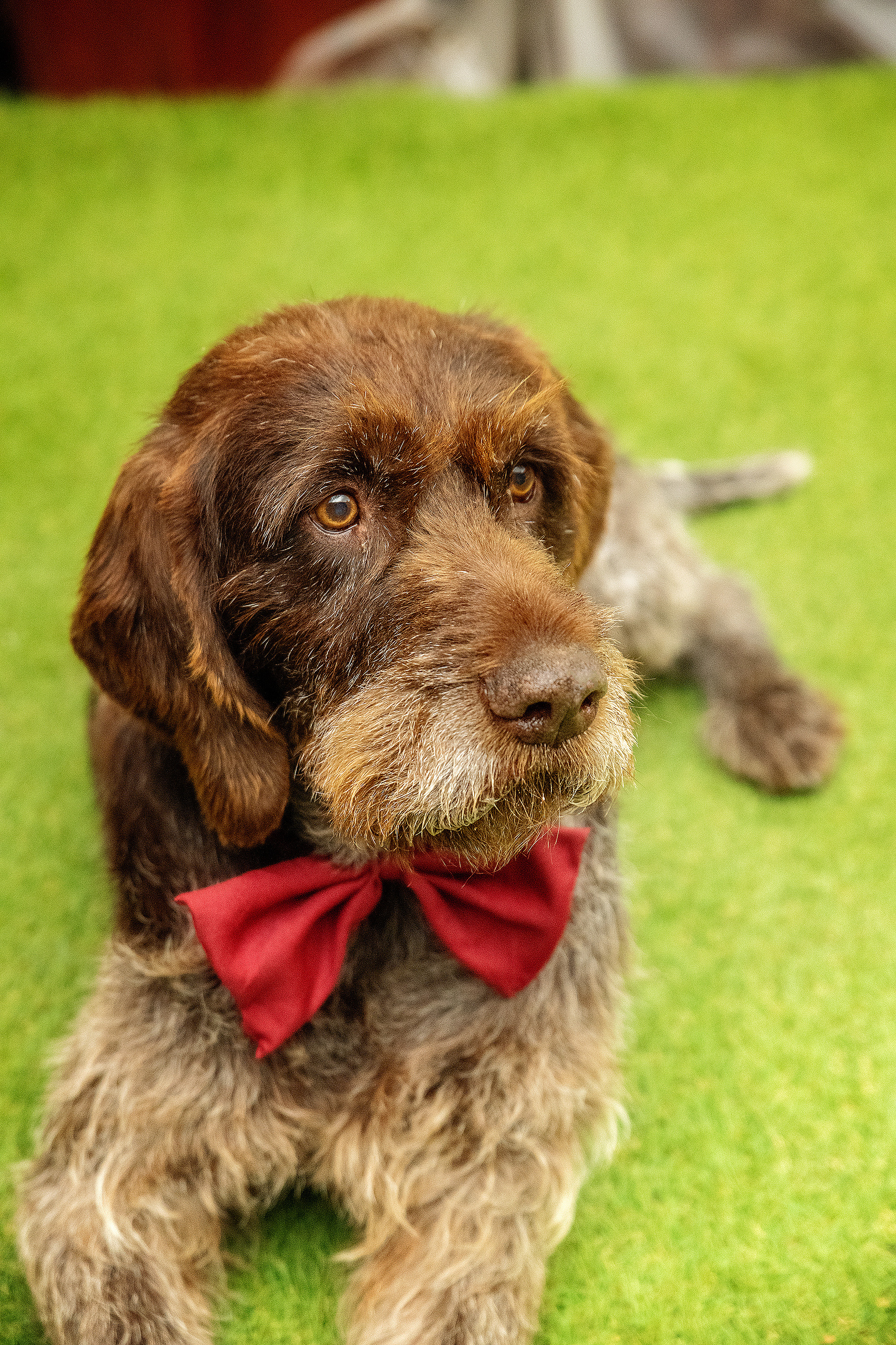 Pets birthday. Фотограф в Запоріжжі та Європі