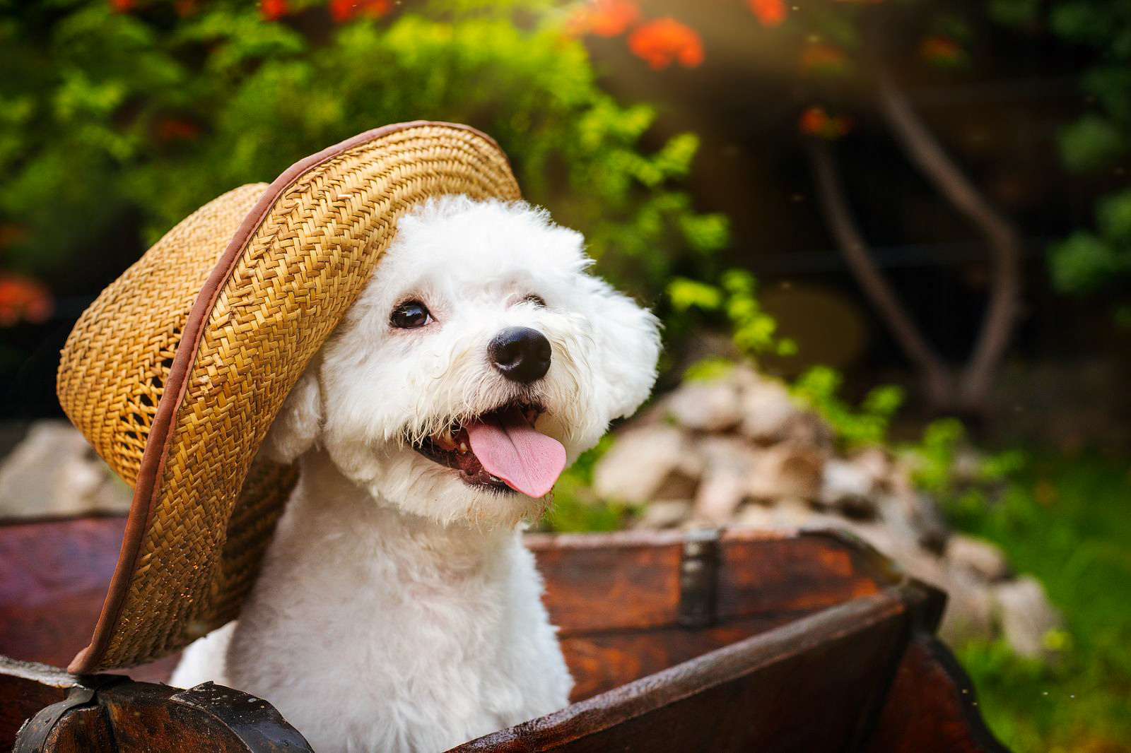 Animal photo shoot. Фотограф в Запоріжжі та Європі