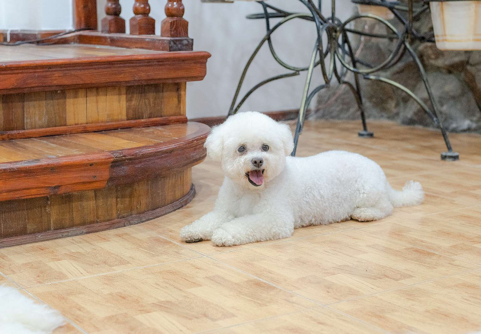 Animal photo shoot. Фотограф в Запоріжжі та Європі