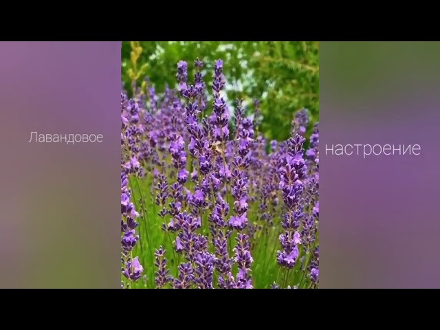 Фотосессия в лаванде Запорожье. Фотограф в Запоріжжі та Європі