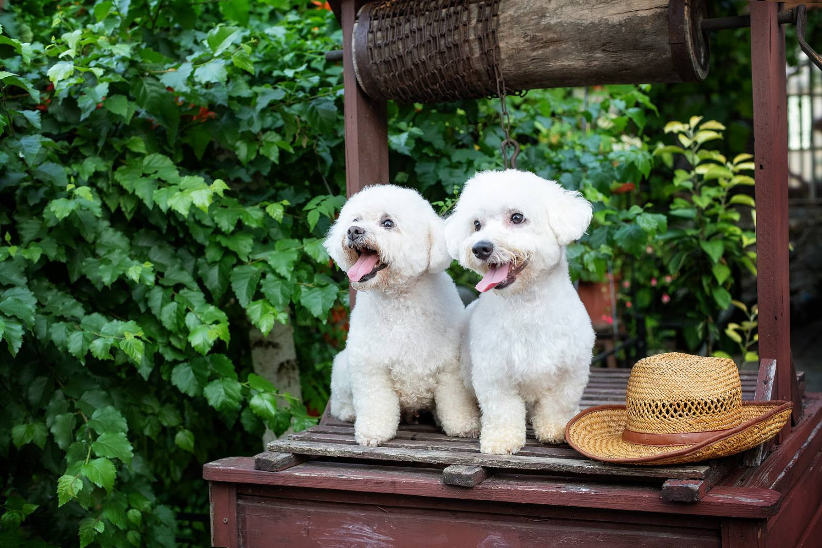 Animal photo shoot. Фотограф в Запоріжжі та Європі