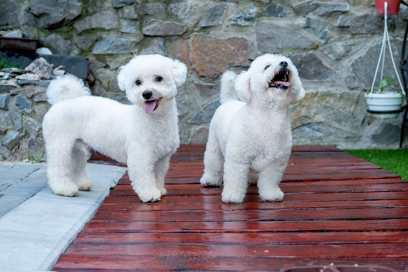 Animal photo shoot. Фотограф в Запоріжжі та Європі