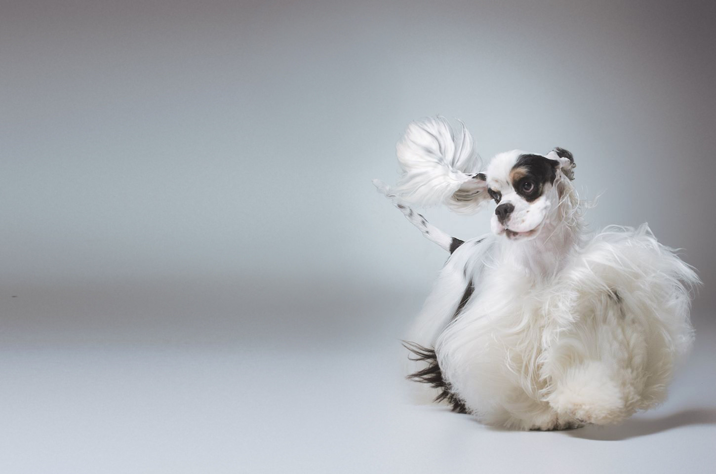 Pet photographer Kateryna Mumzhynska