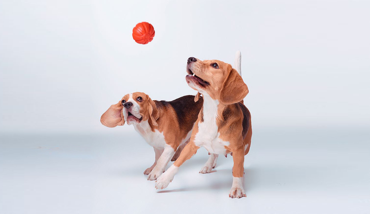 Pet photographer Kateryna Mumzhynska