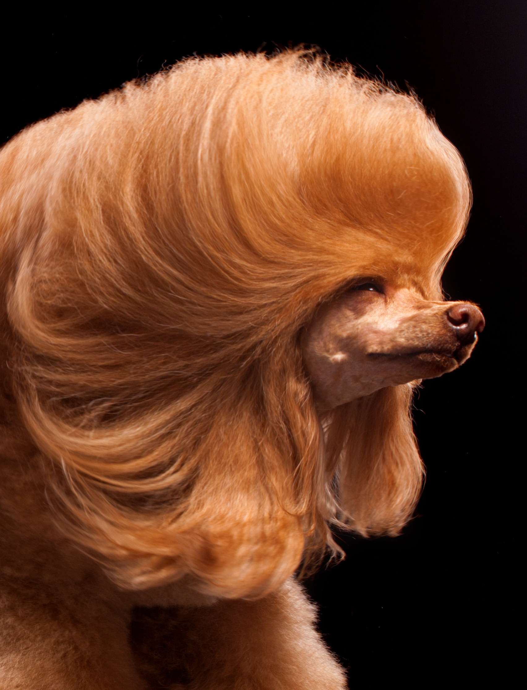 Pet photographer Kateryna Mumzhynska