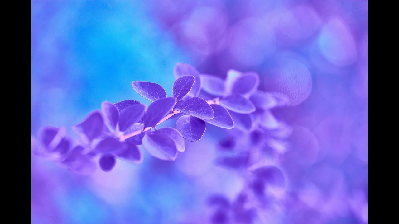 Осенние Фантазии в Красках. Профессиональный Фотограф Халемонец Андрей в Кривой Рог Днепр Украина