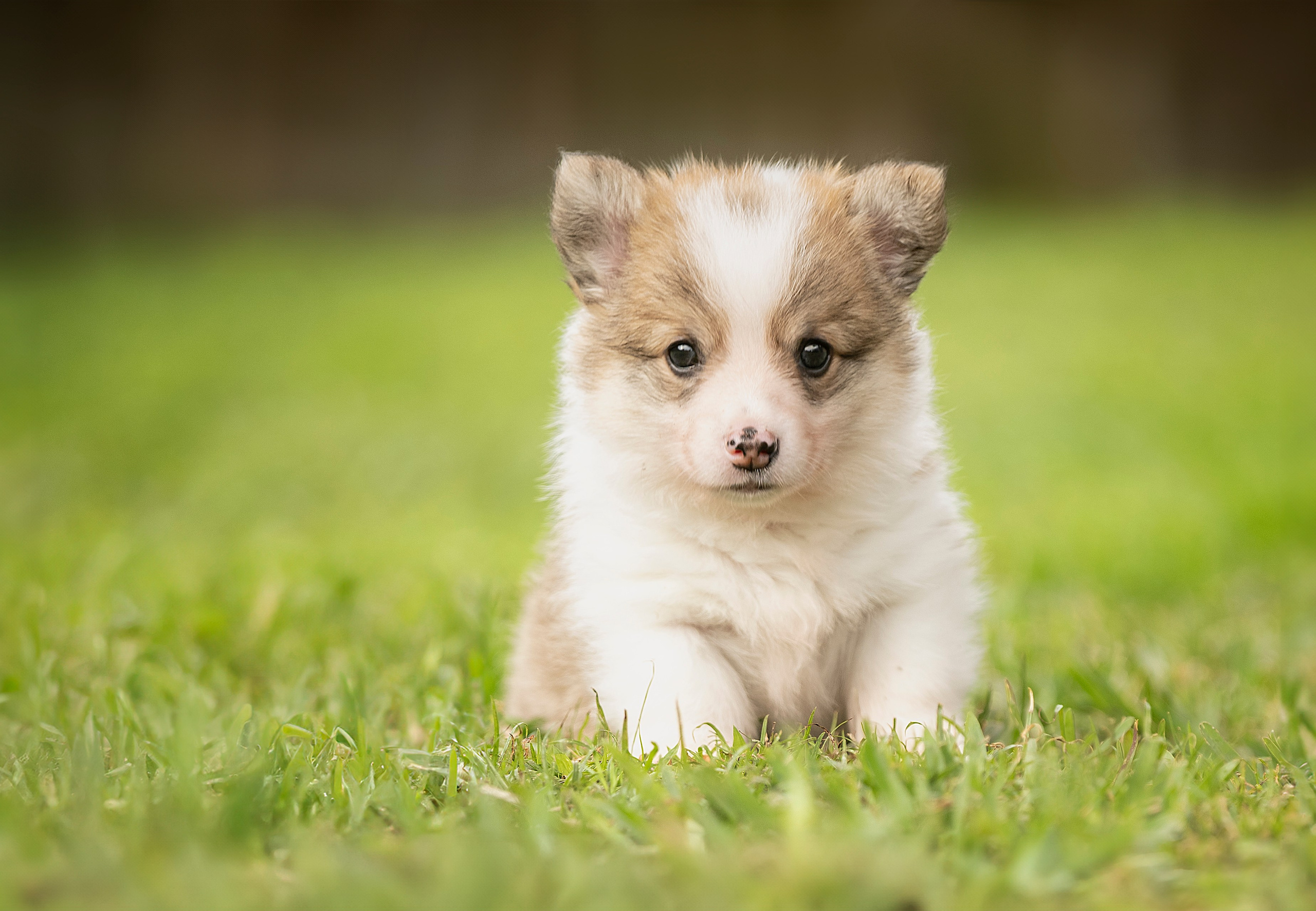 Special Services. Katerina Royter Pet Photographer North Florida