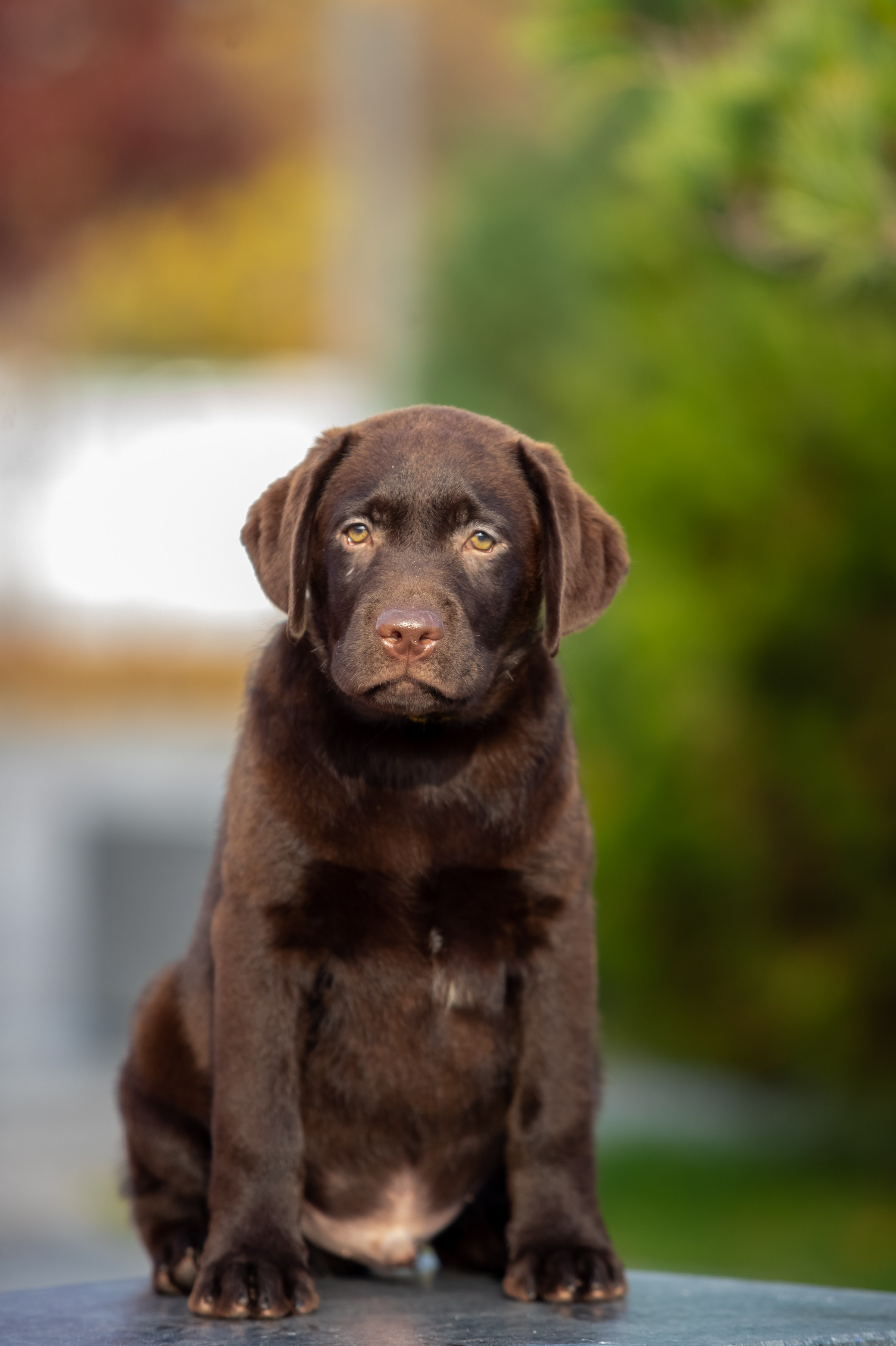 Цуценята шоколадного лабрадора. Цуценята лабрадор ретривера, Дніпро, Україна