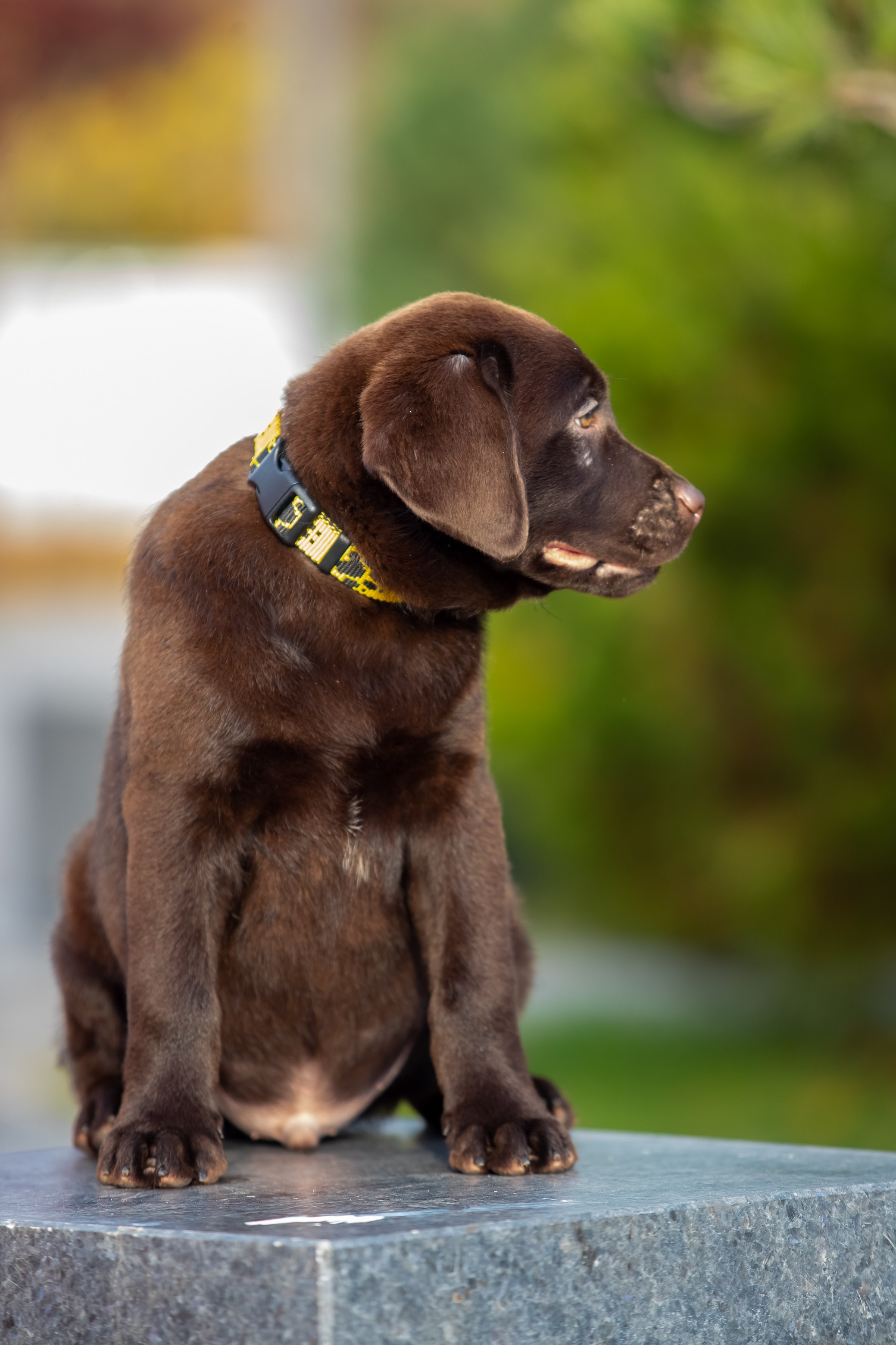 Цуценята шоколадного лабрадора. Цуценята лабрадор ретривера, Дніпро, Україна
