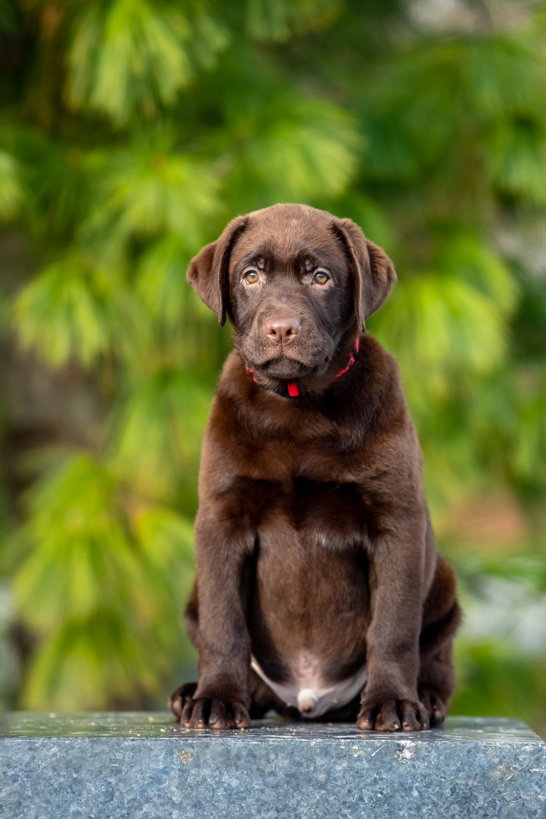Цуценята шоколадного лабрадора. Цуценята лабрадор ретривера, Дніпро, Україна