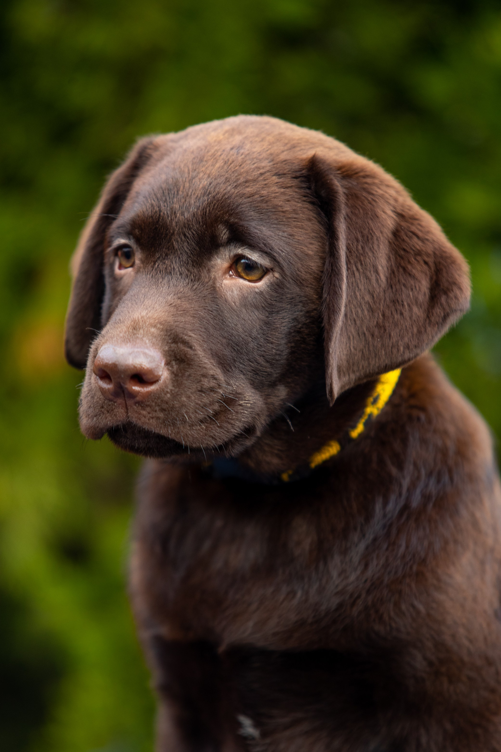 Цуценята шоколадного лабрадора. Цуценята лабрадор ретривера, Дніпро, Україна