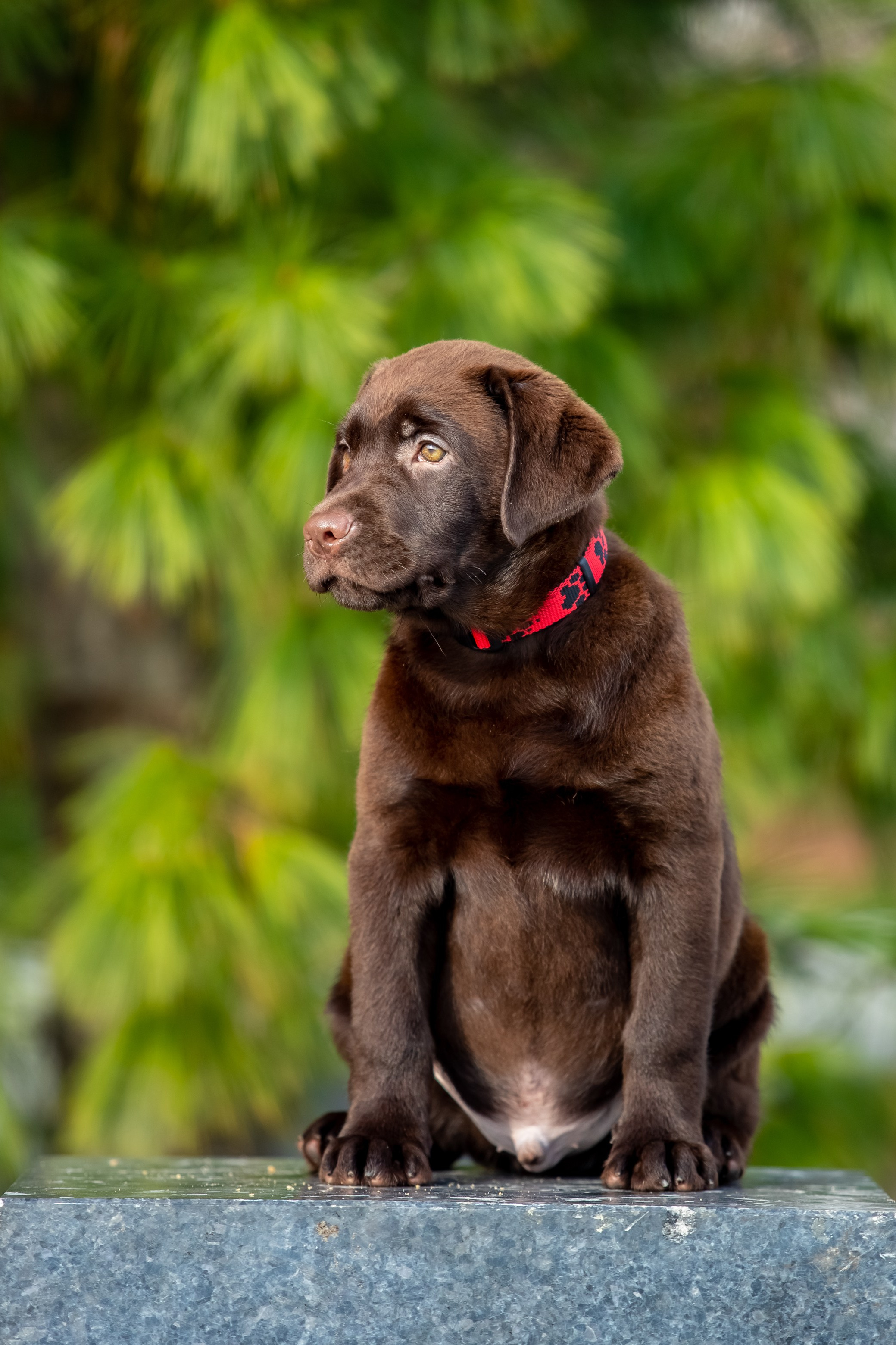 Цуценята шоколадного лабрадора. Цуценята лабрадор ретривера, Дніпро, Україна
