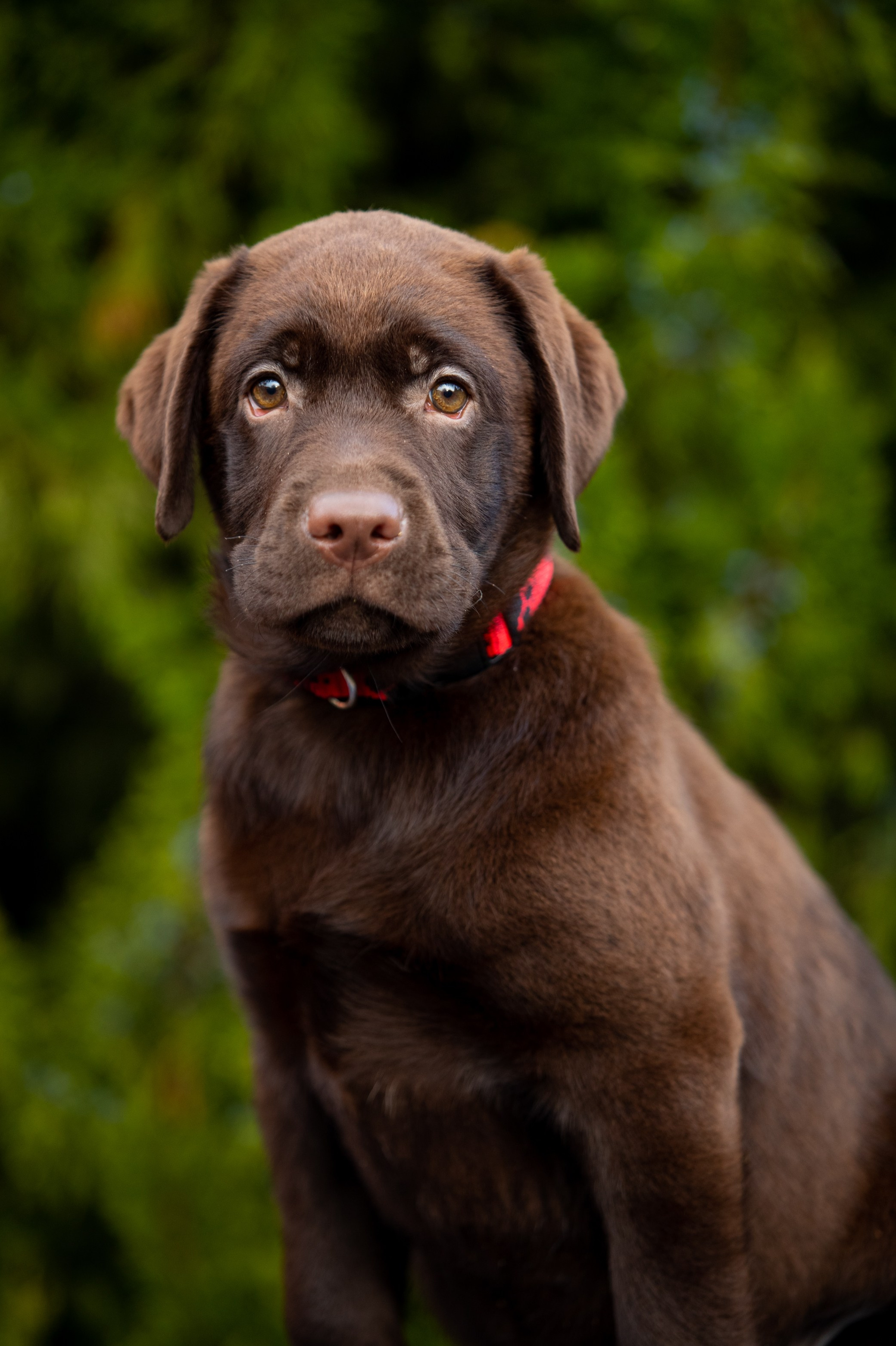 Цуценята шоколадного лабрадора. Цуценята лабрадор ретривера, Дніпро, Україна