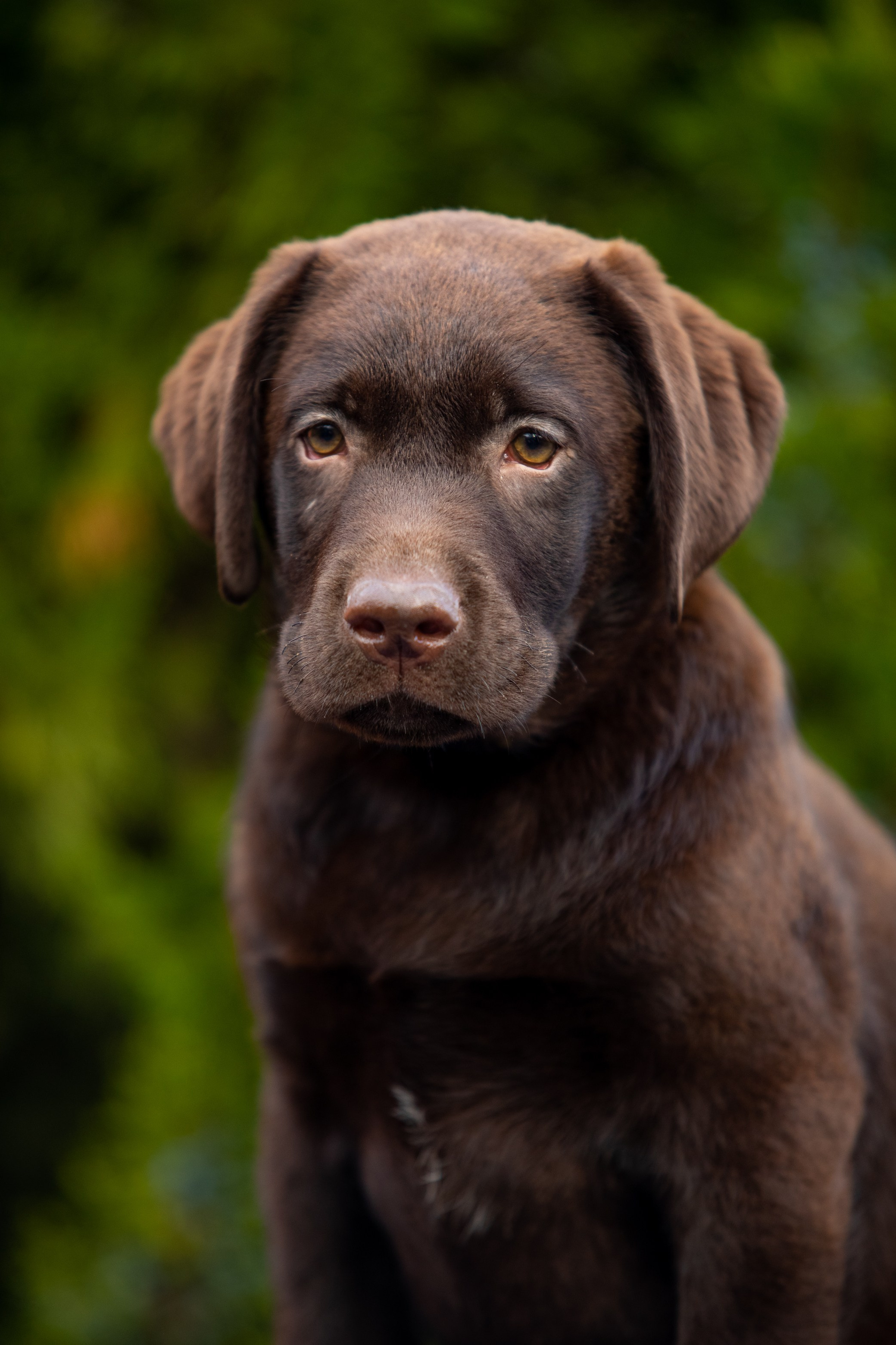 Цуценята шоколадного лабрадора. Цуценята лабрадор ретривера, Дніпро, Україна