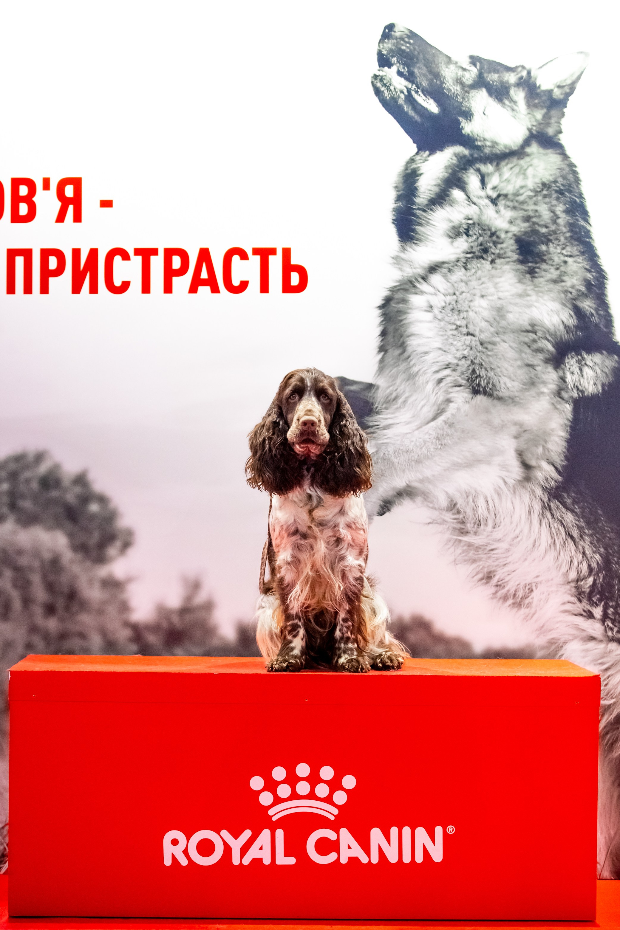 LORDSETT CASABLANKA english springer spaniel