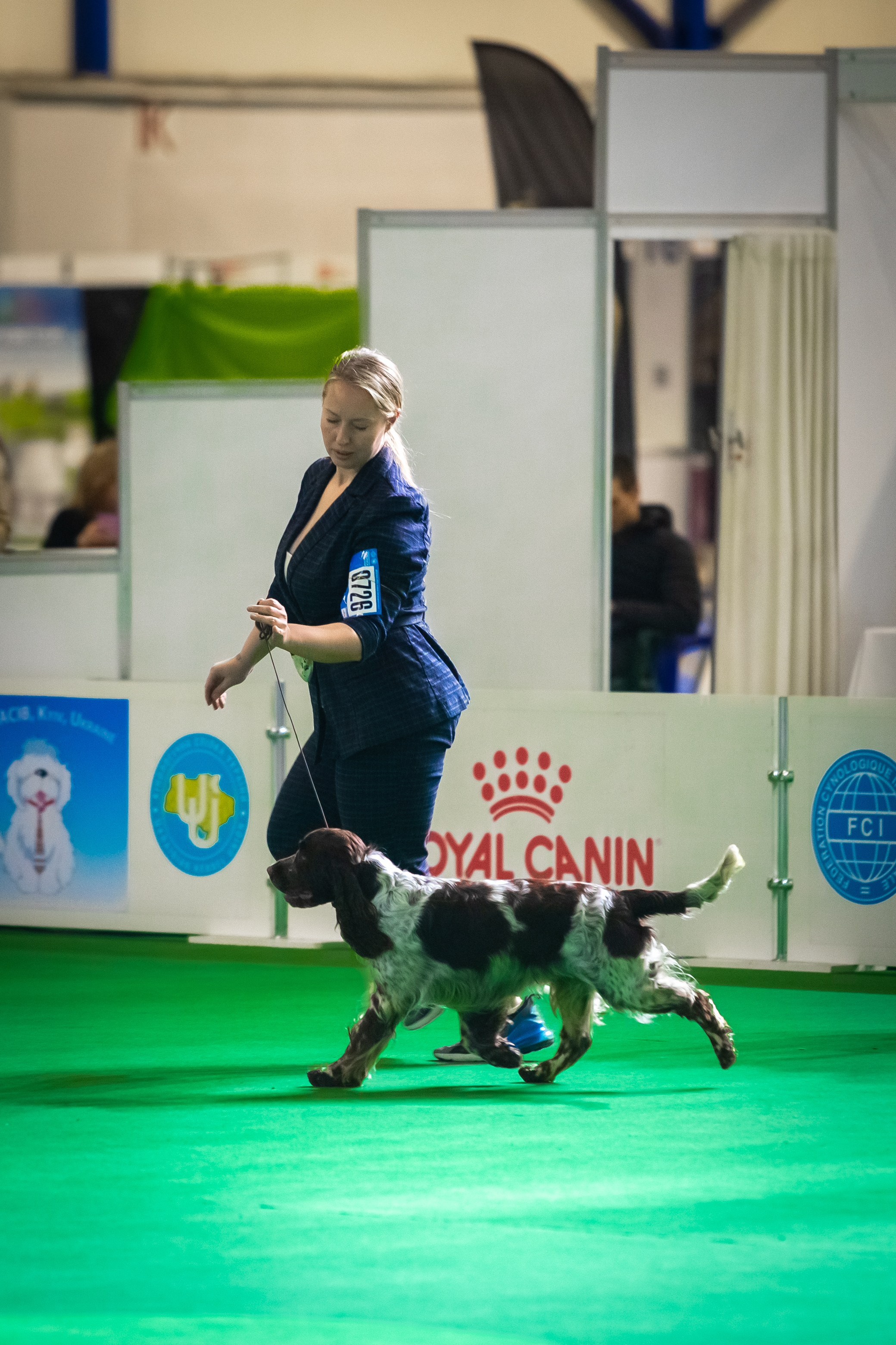 LORDSETT CASABLANKA english springer spaniel