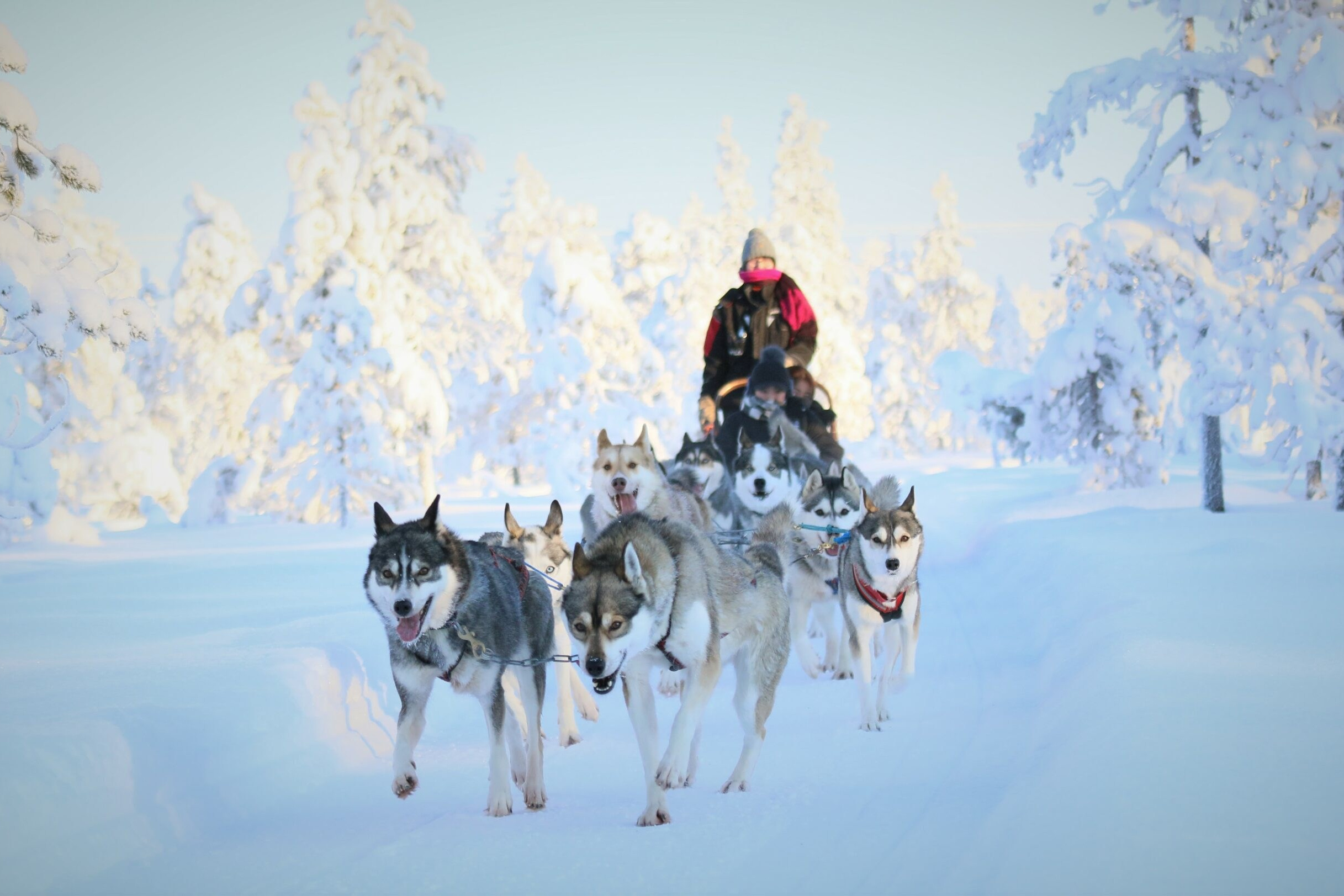 Husky sledding experience in Moscow with snowy landscapes and private winter tour