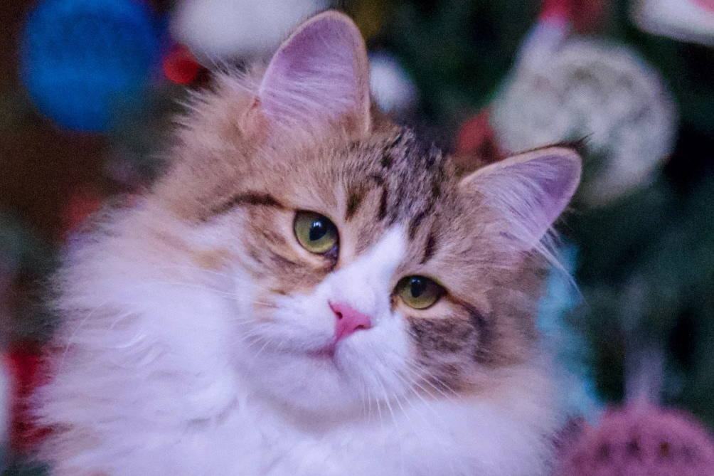 Calico Siberian queen nurturing her kitten in a cozy perch - gentle and attentive mother cat