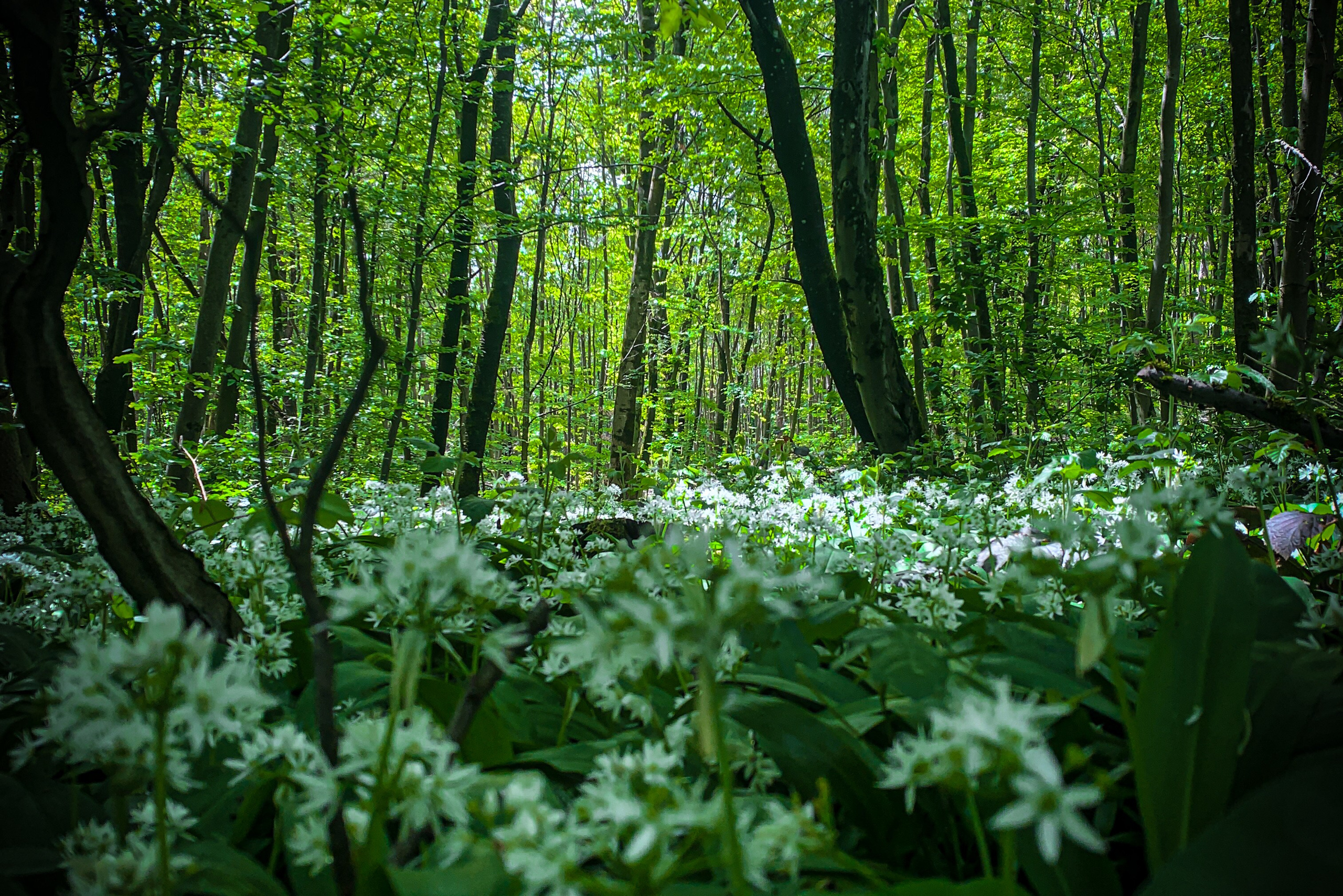 Hiking in Vienna | Wanderpass