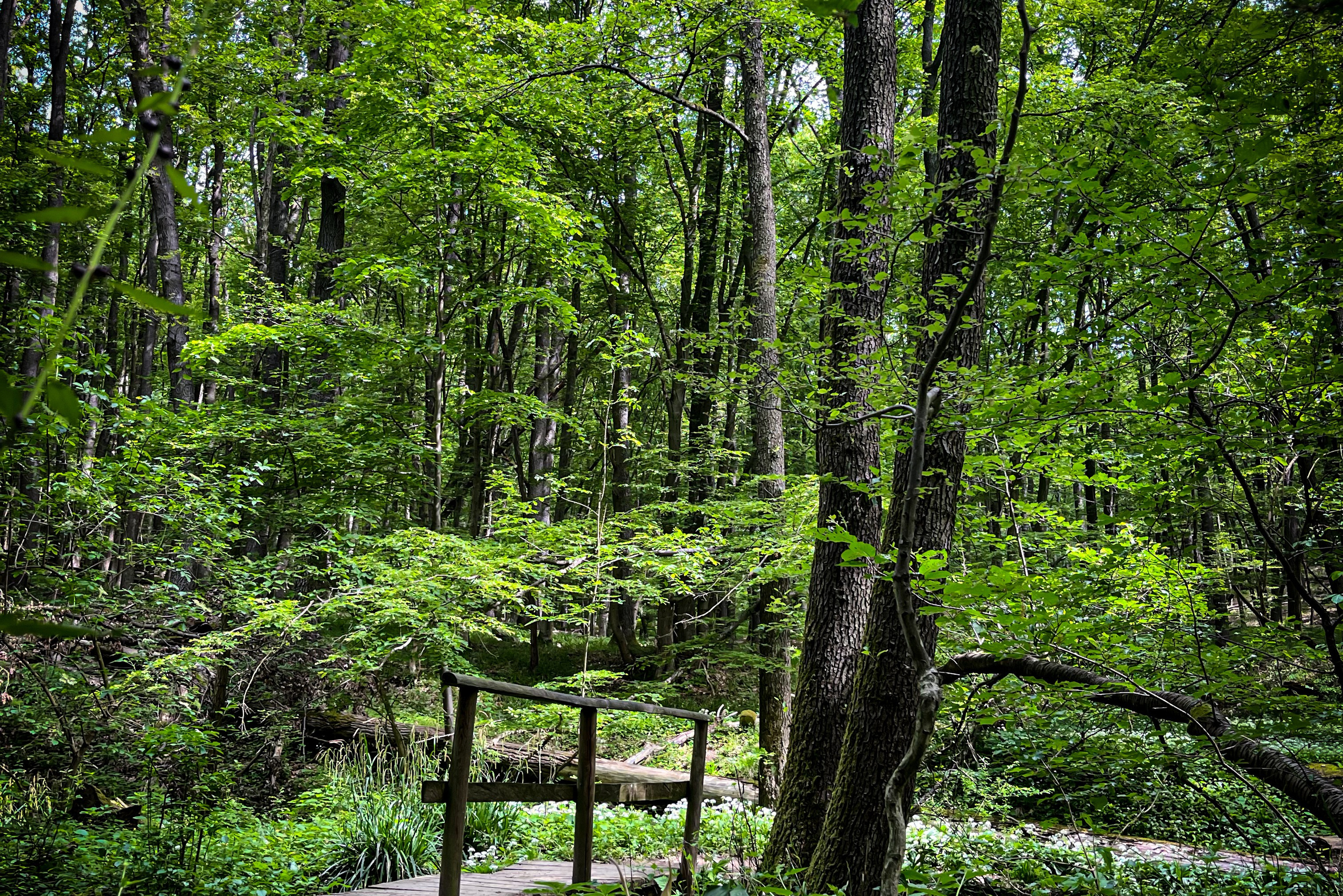 Hiking in Vienna | Wanderpass