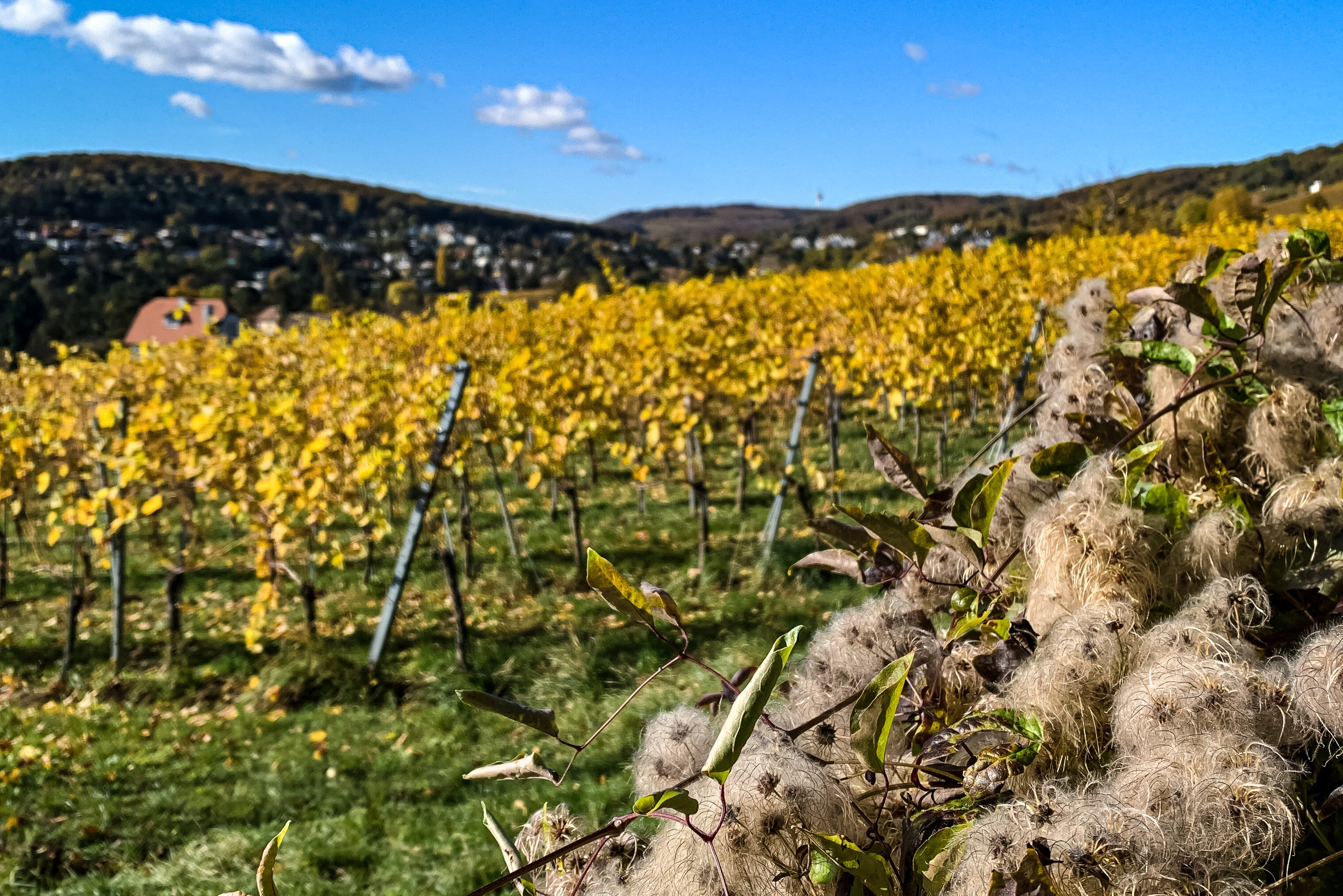 Hiking in Vienna | Wanderpass