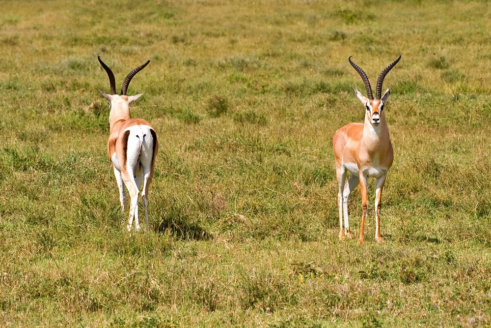Мои истории. Фотограф и преподаватель фотографии в Белграде