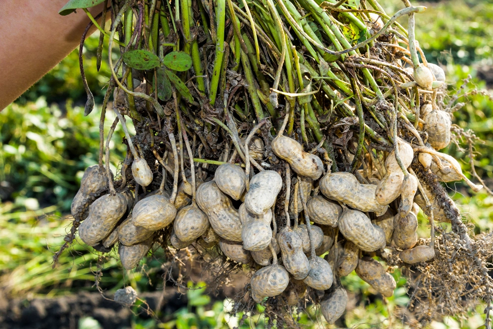 How Grow Peat Boosts Peanut Groundnut Growth in Continuous Cropping. Boost Plant Growth with Organic Fertilizers: Our Effective Solution