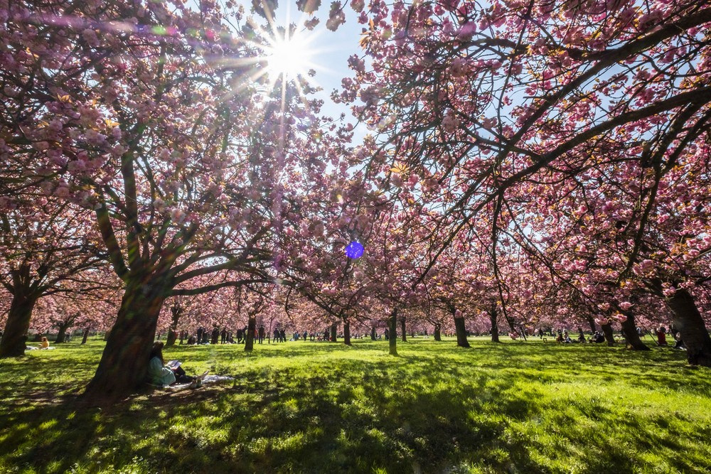 Съёмка в цветении. Парк де Со