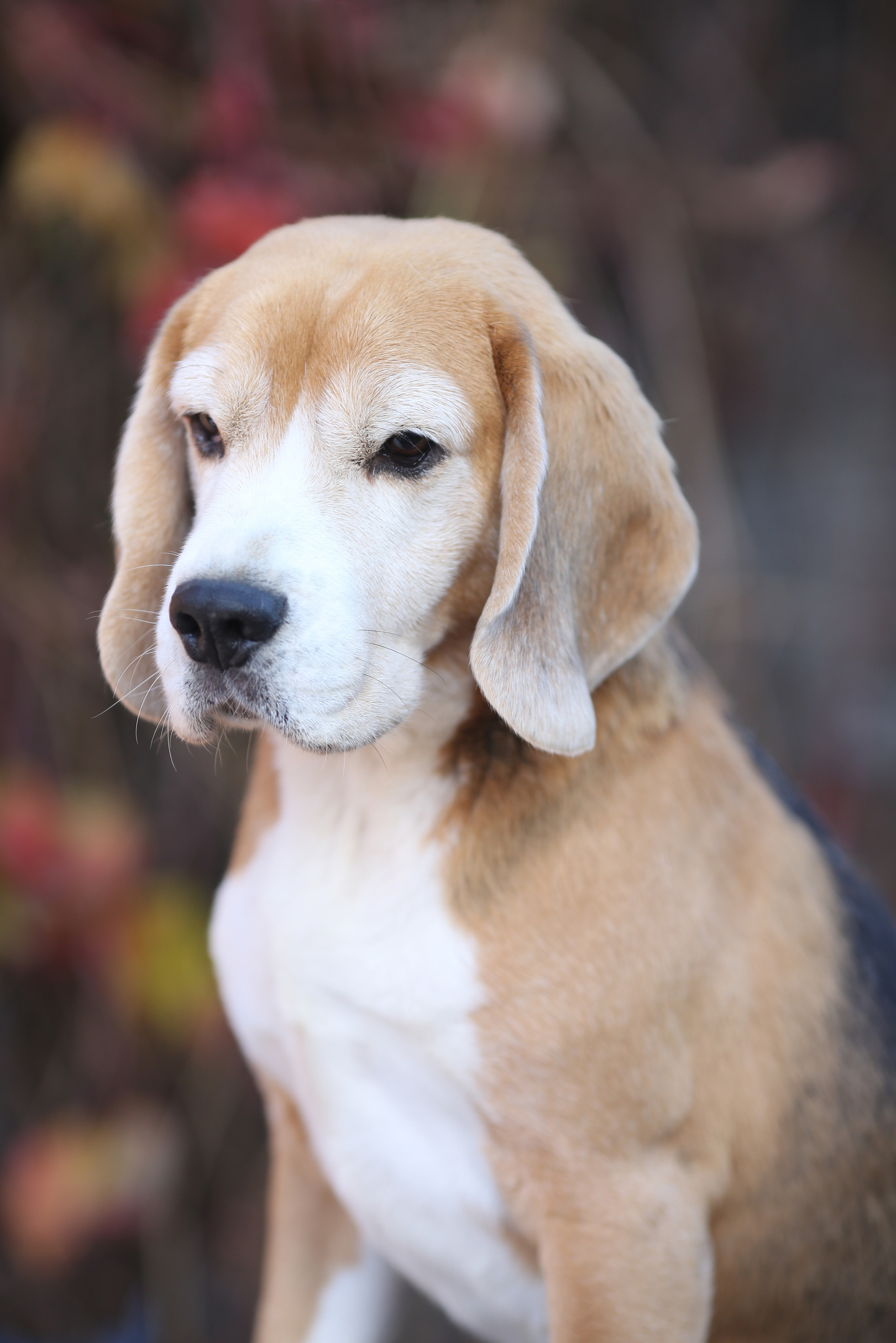 Boys. Питомник биглей Selesta’s Dreams