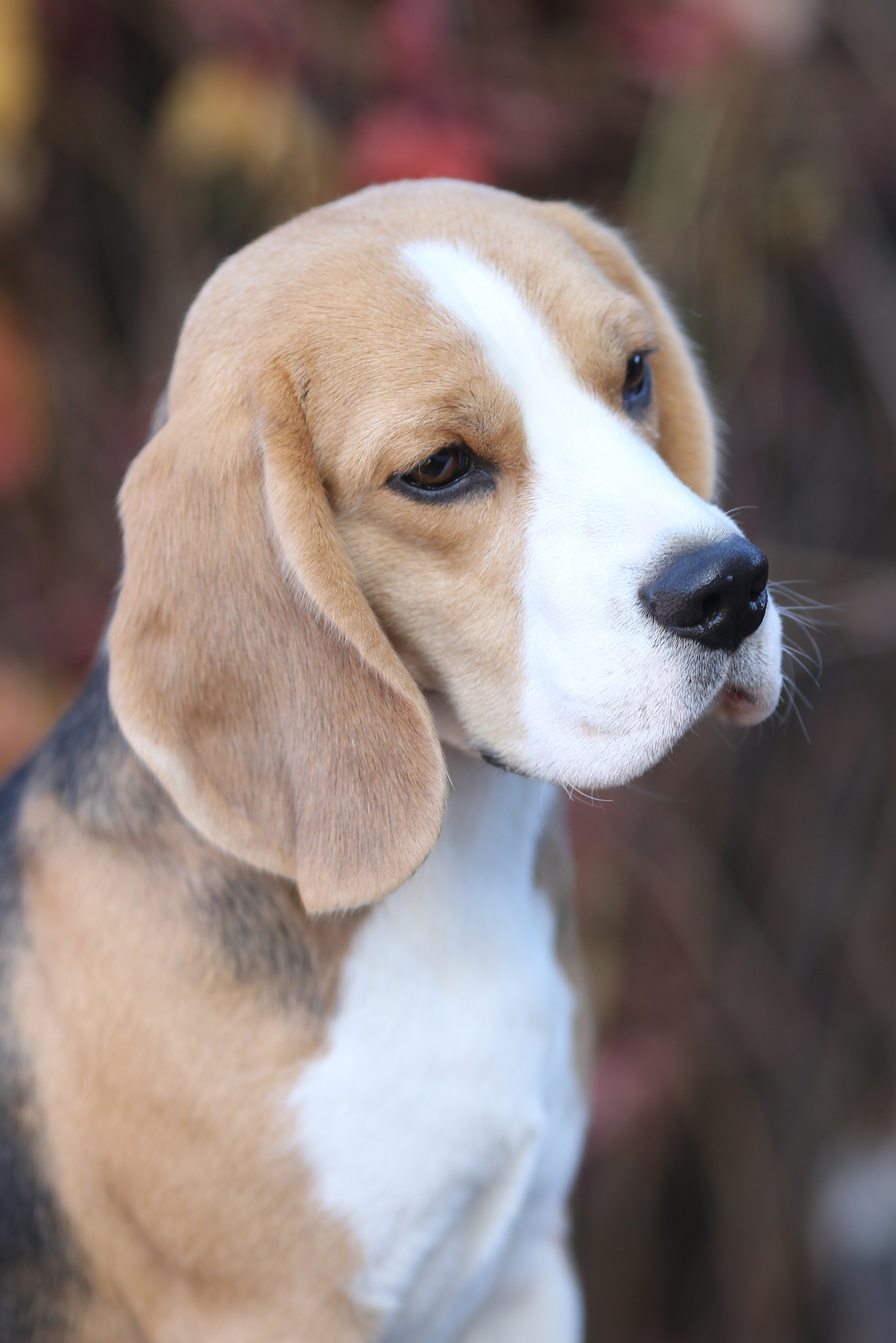 Boys. Питомник биглей Selesta’s Dreams