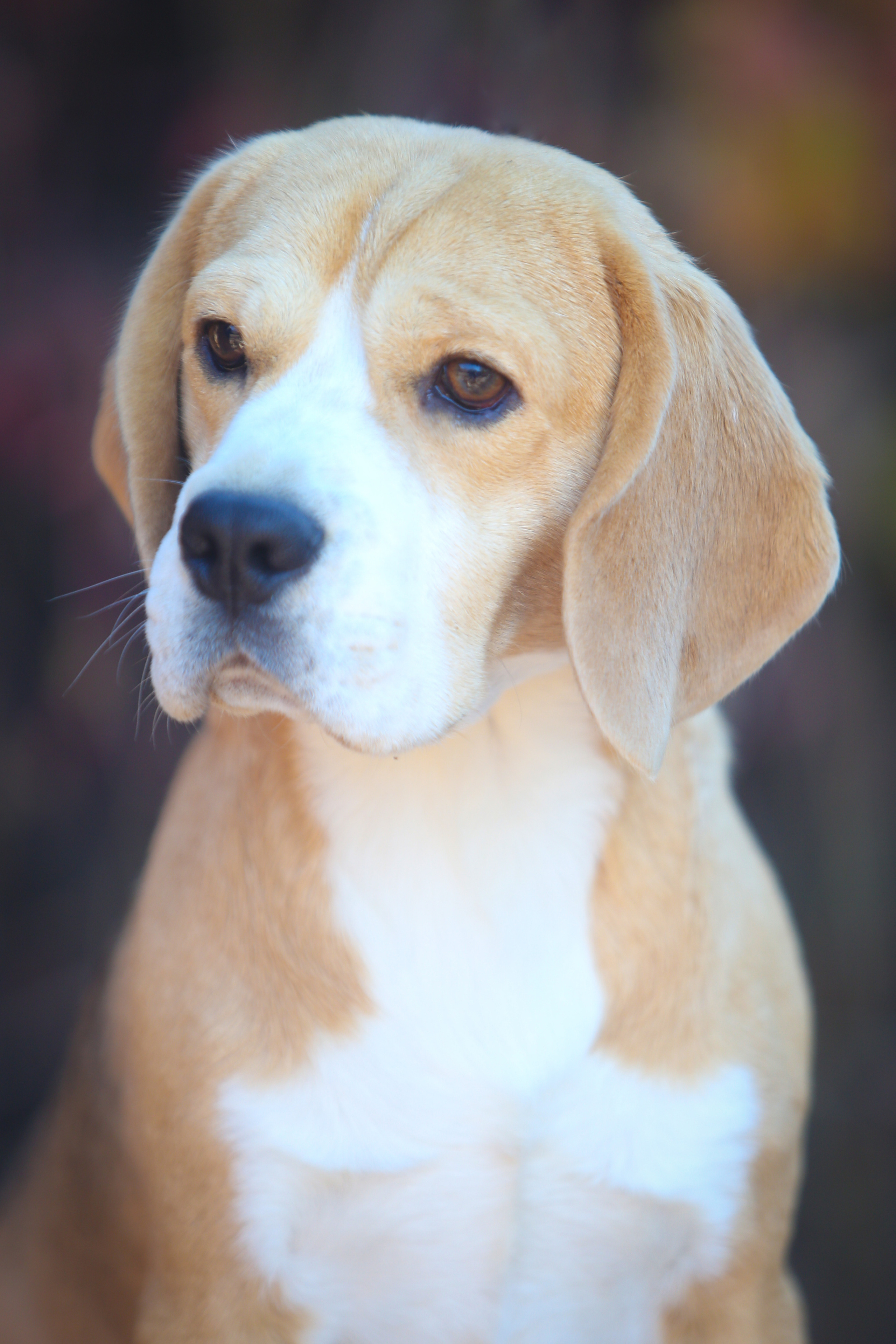 Boys. Питомник биглей Selesta’s Dreams