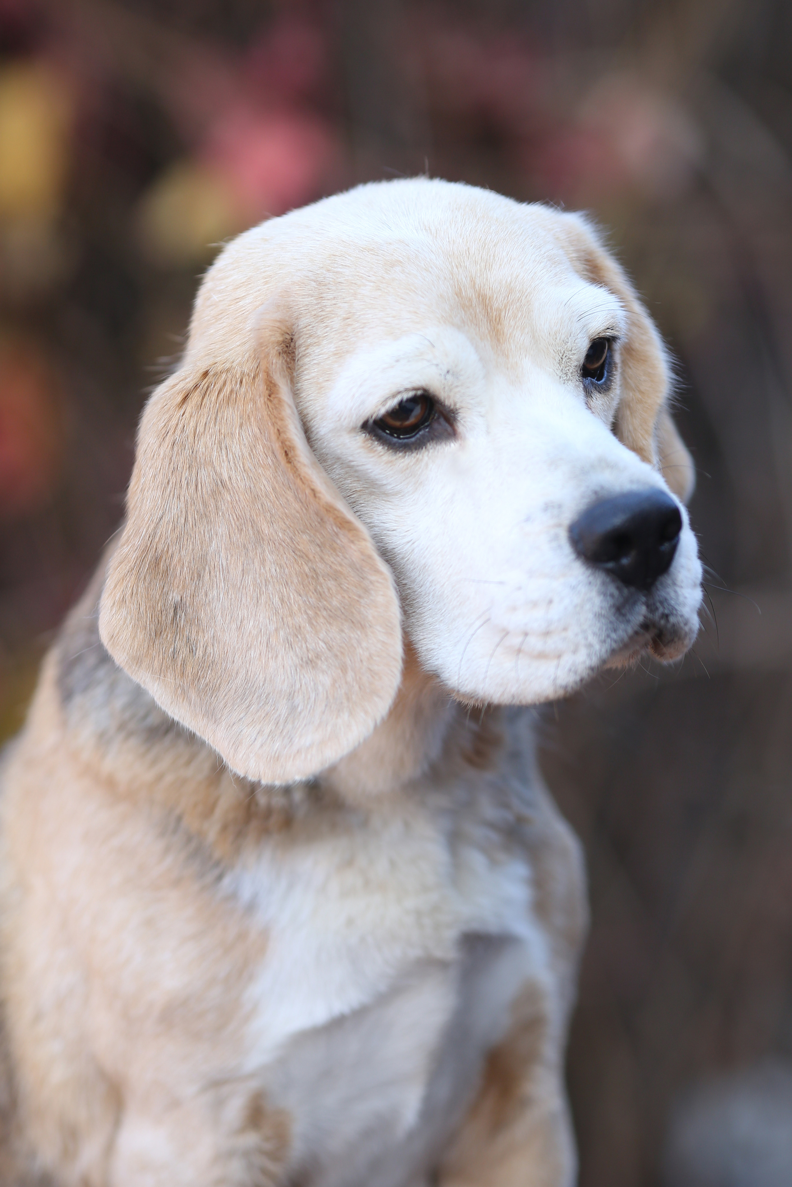 Дівчата. Розплідник біглей в Україні