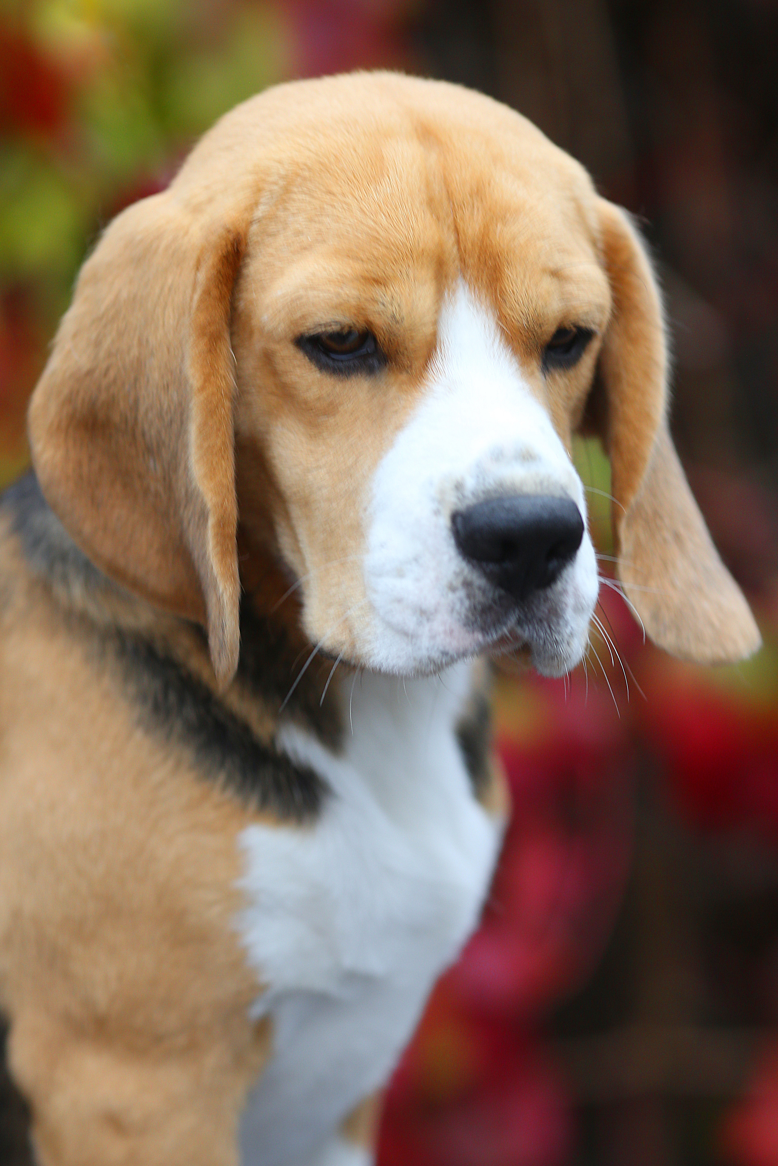 Boys. Питомник биглей Selesta’s Dreams