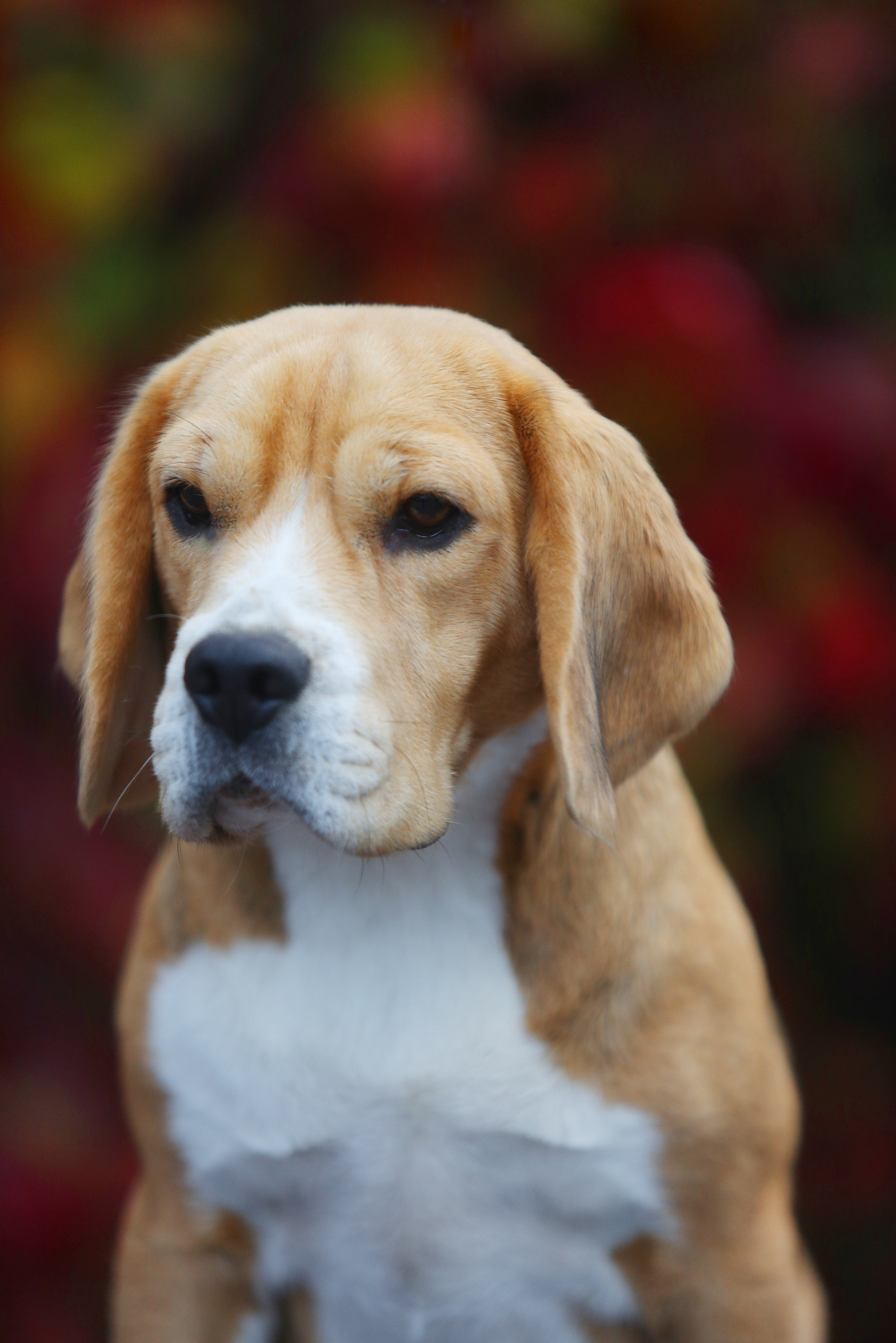 Дівчата. Розплідник біглей в Україні