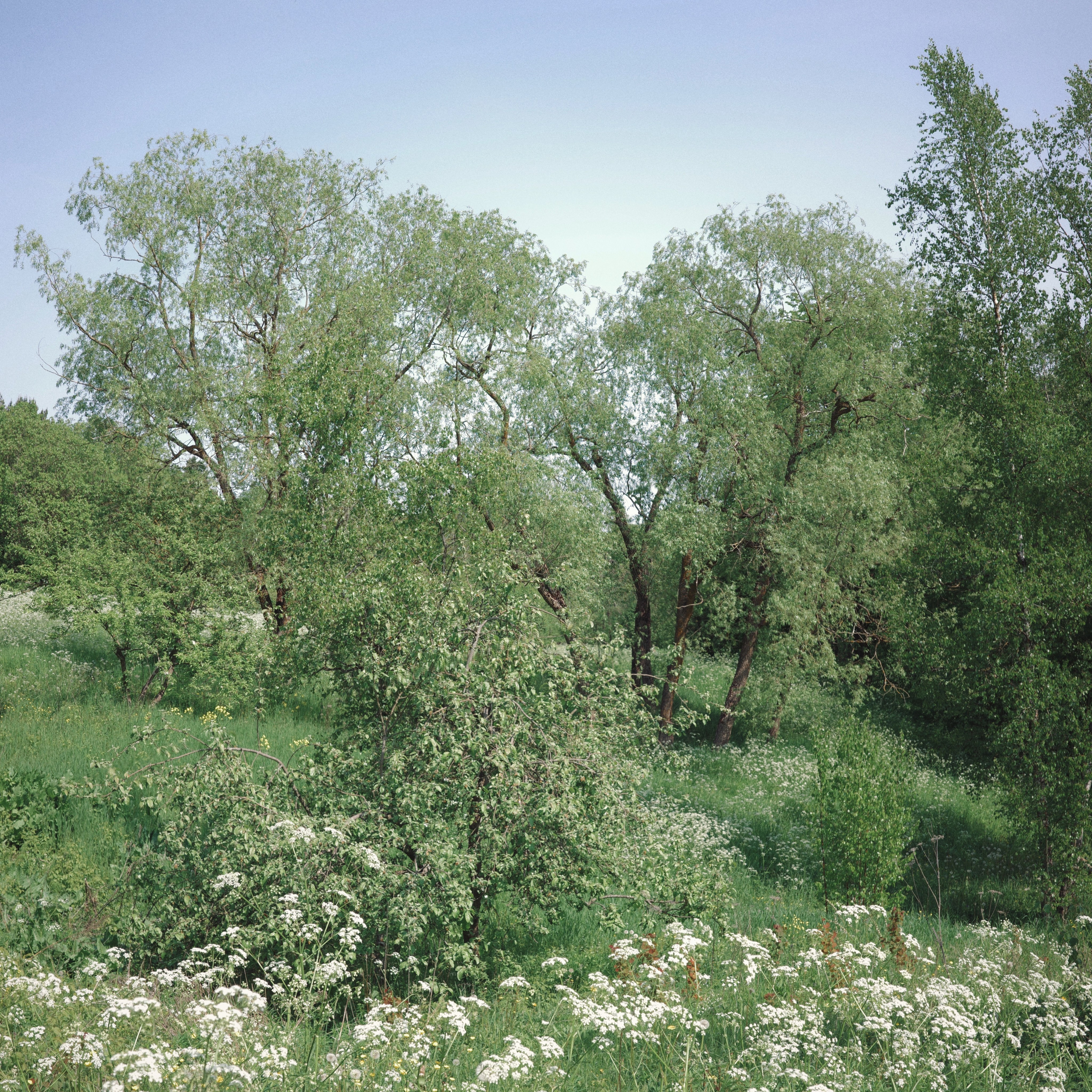 Estonian summer and Ricoh GR IIIx review. Artjom Kutuzov Photography